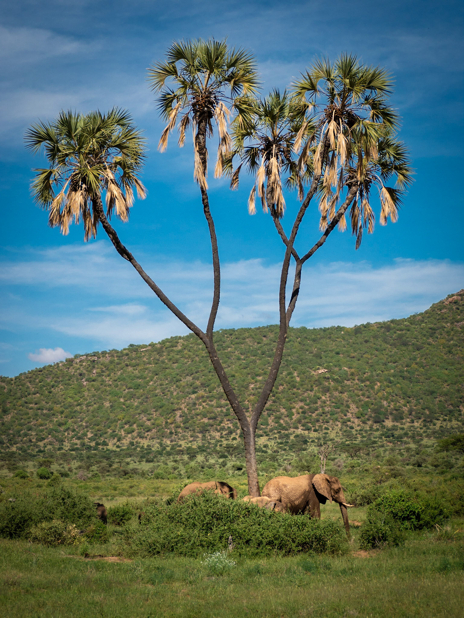 Elefanten unter Palmen in Samburu
