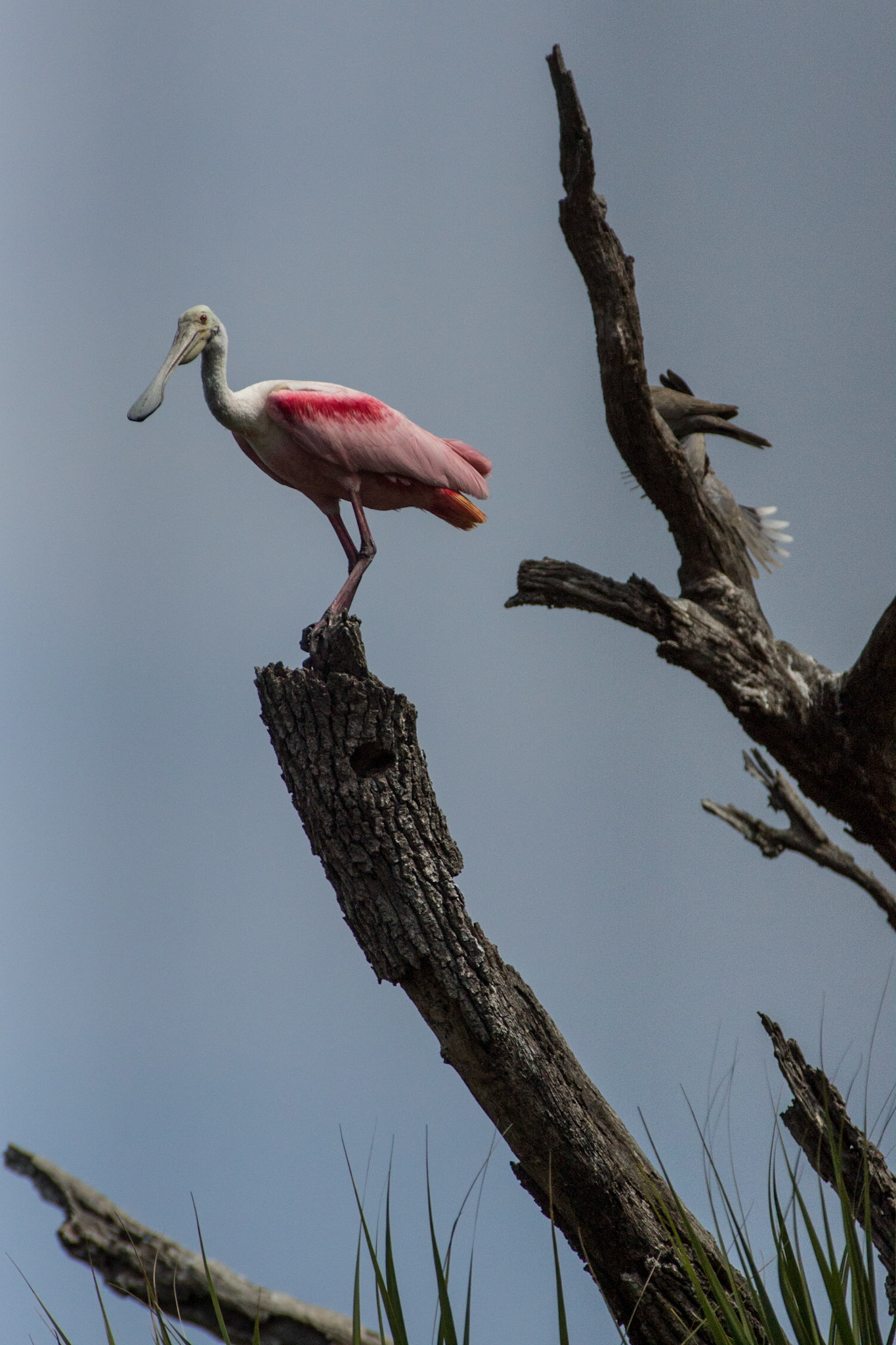 Schnabelvogel in St. Augustine