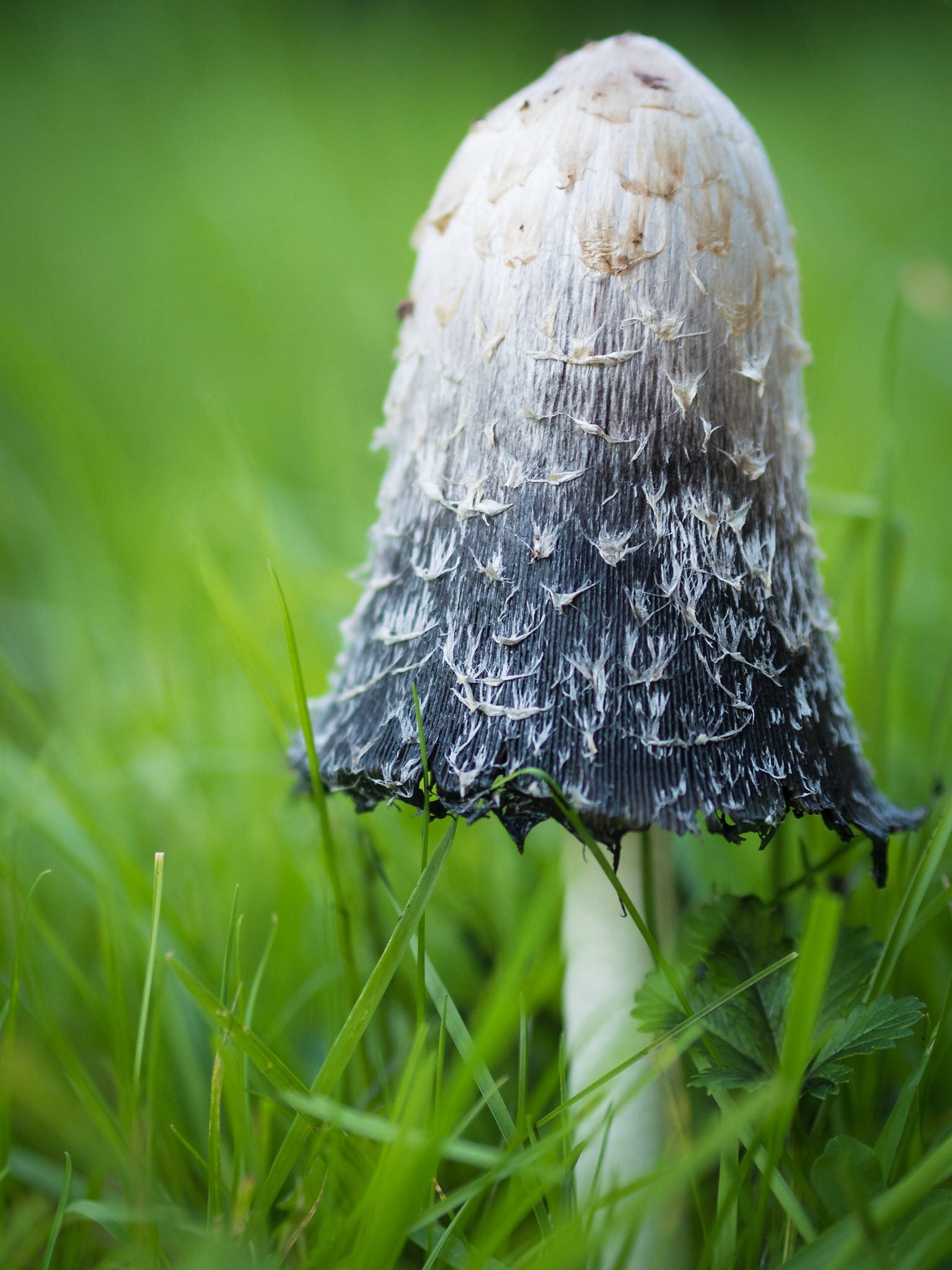 Wiesenpilz