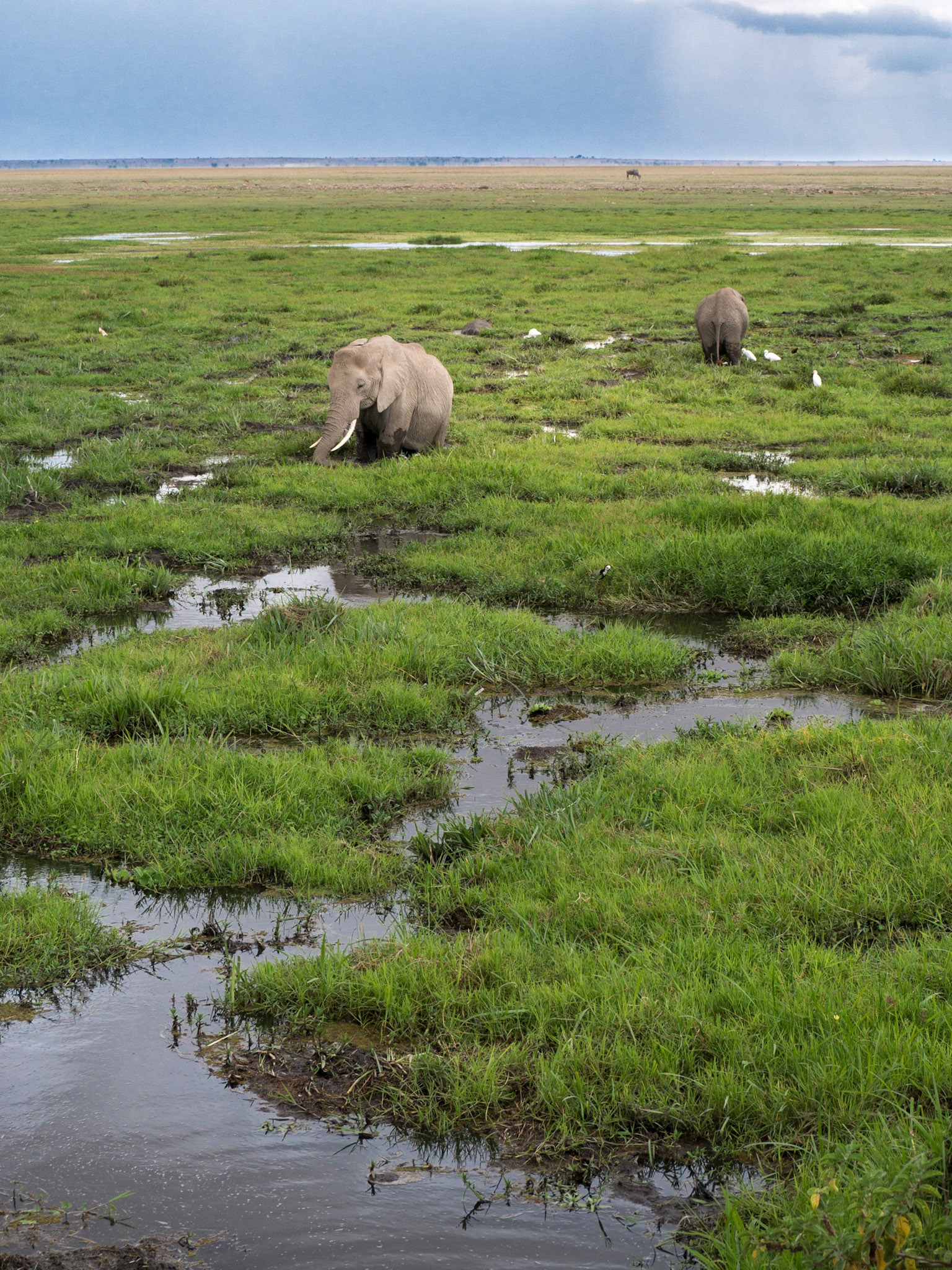 Elefanten in den Sümpfen von Amboseli