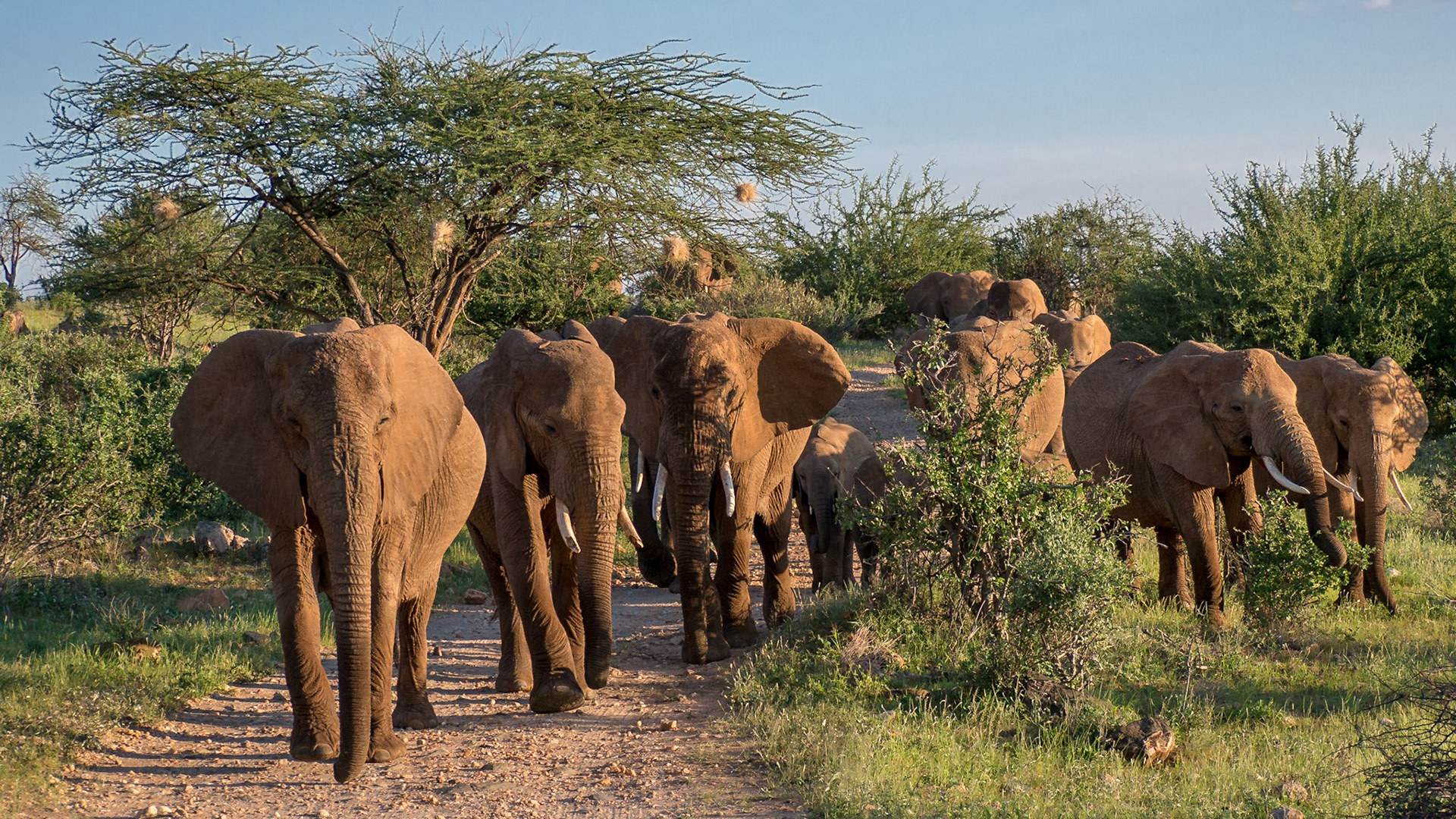 Eine große Elefantenherde streifte durch Samburu