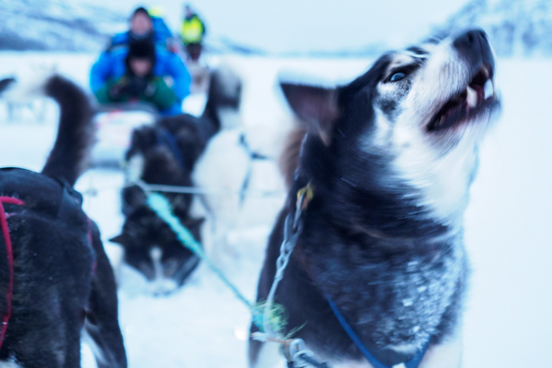 Huskies in Norwegen