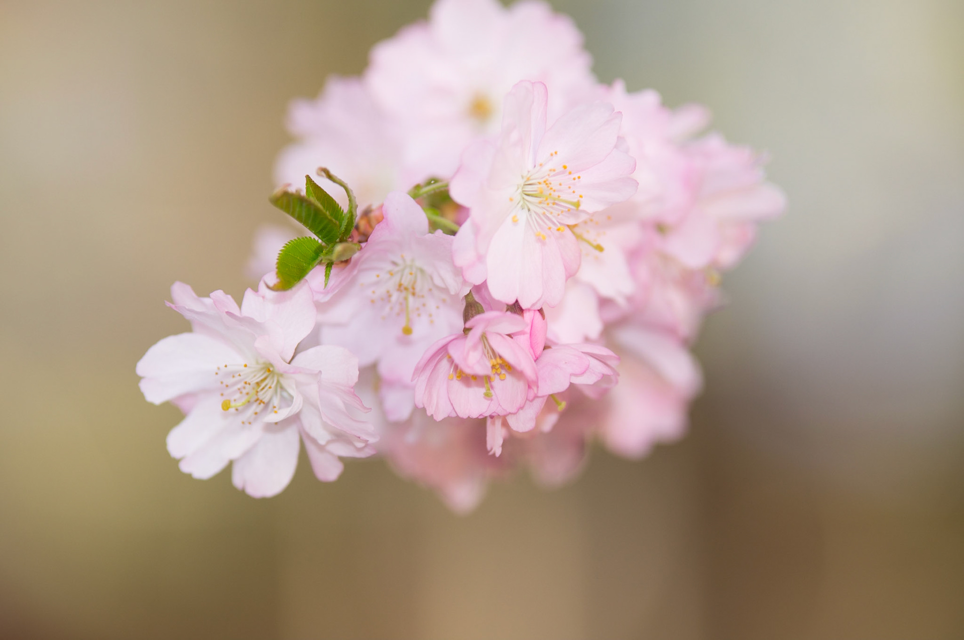Frühlingserwachen