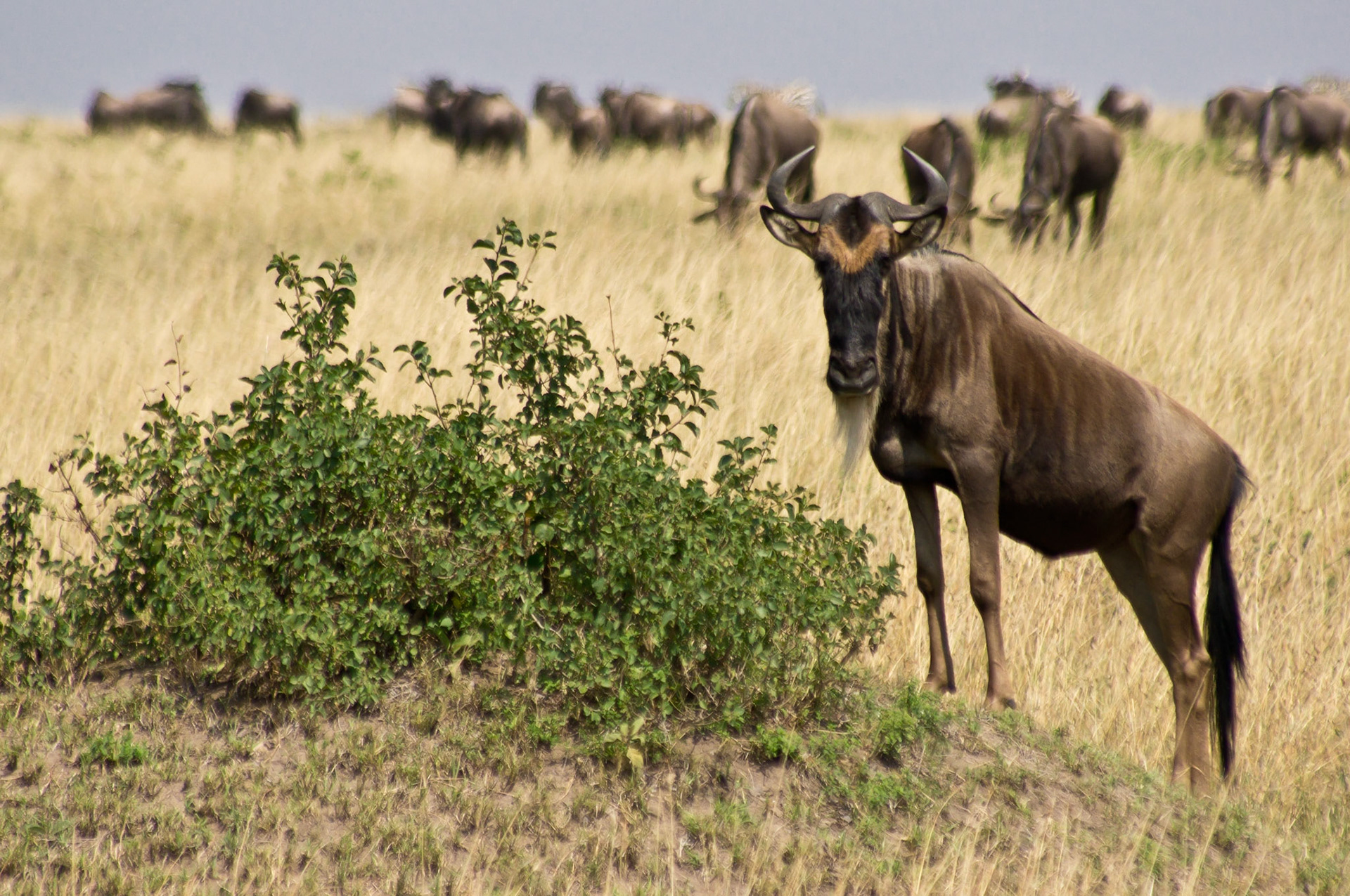 Gnu auf Ausschau