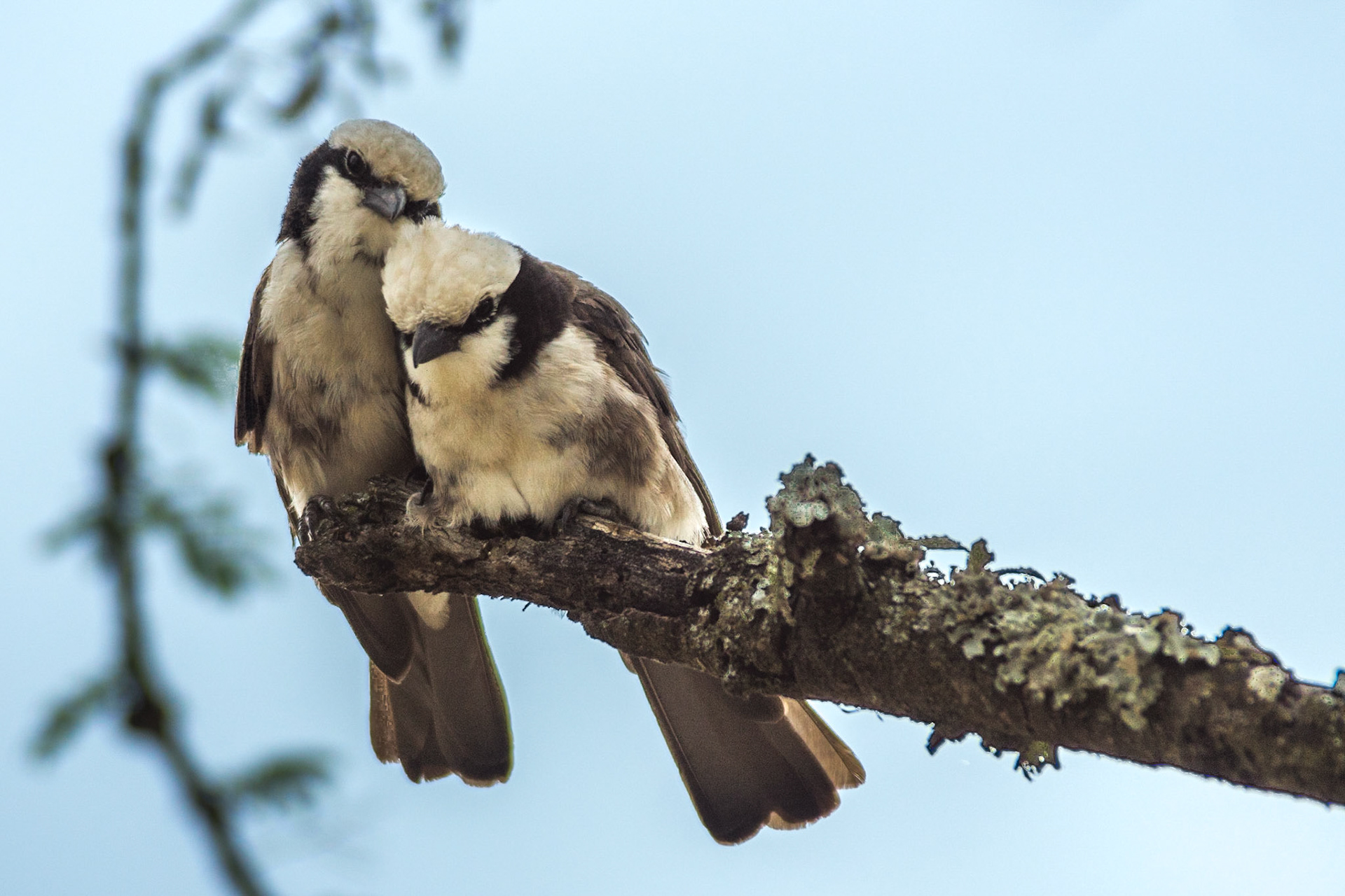 Im Winter finden sich viele europäische Vögel in Kenia wieder
