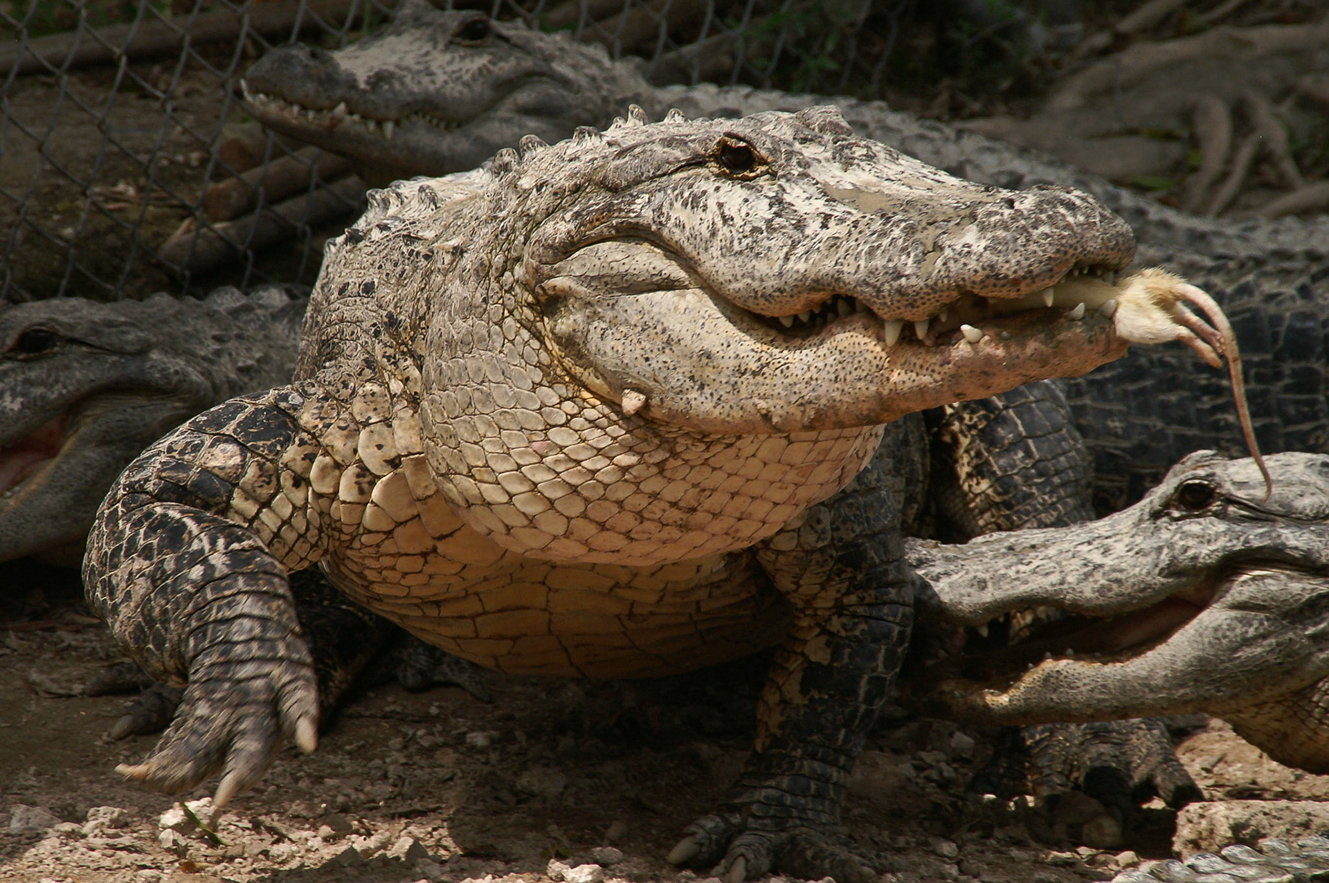 Fütterung in der Alligatorenfarm