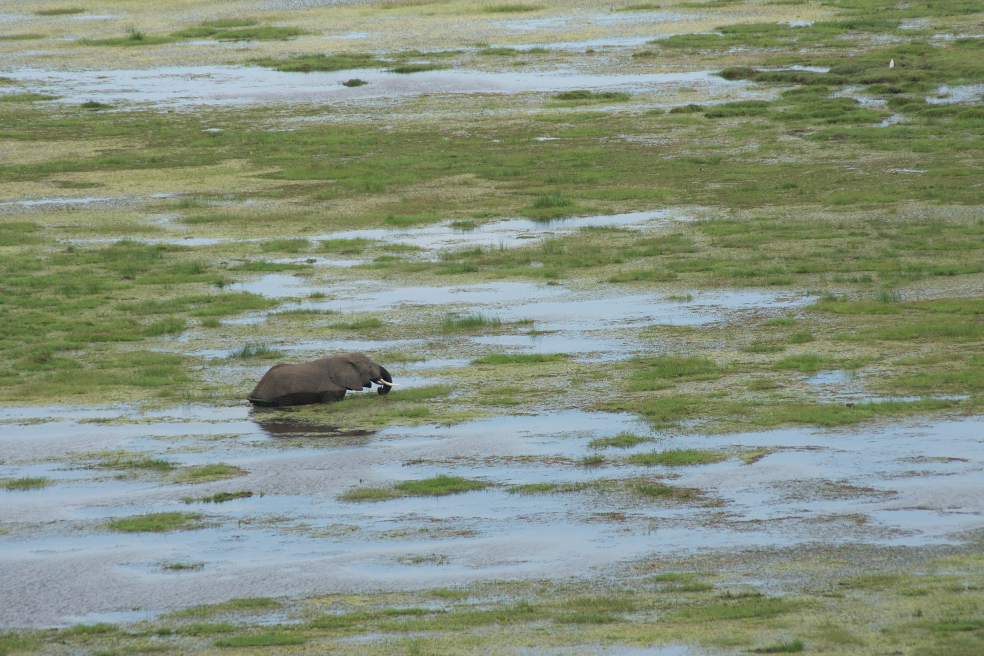 Elefant im Wasser (Amboseli)