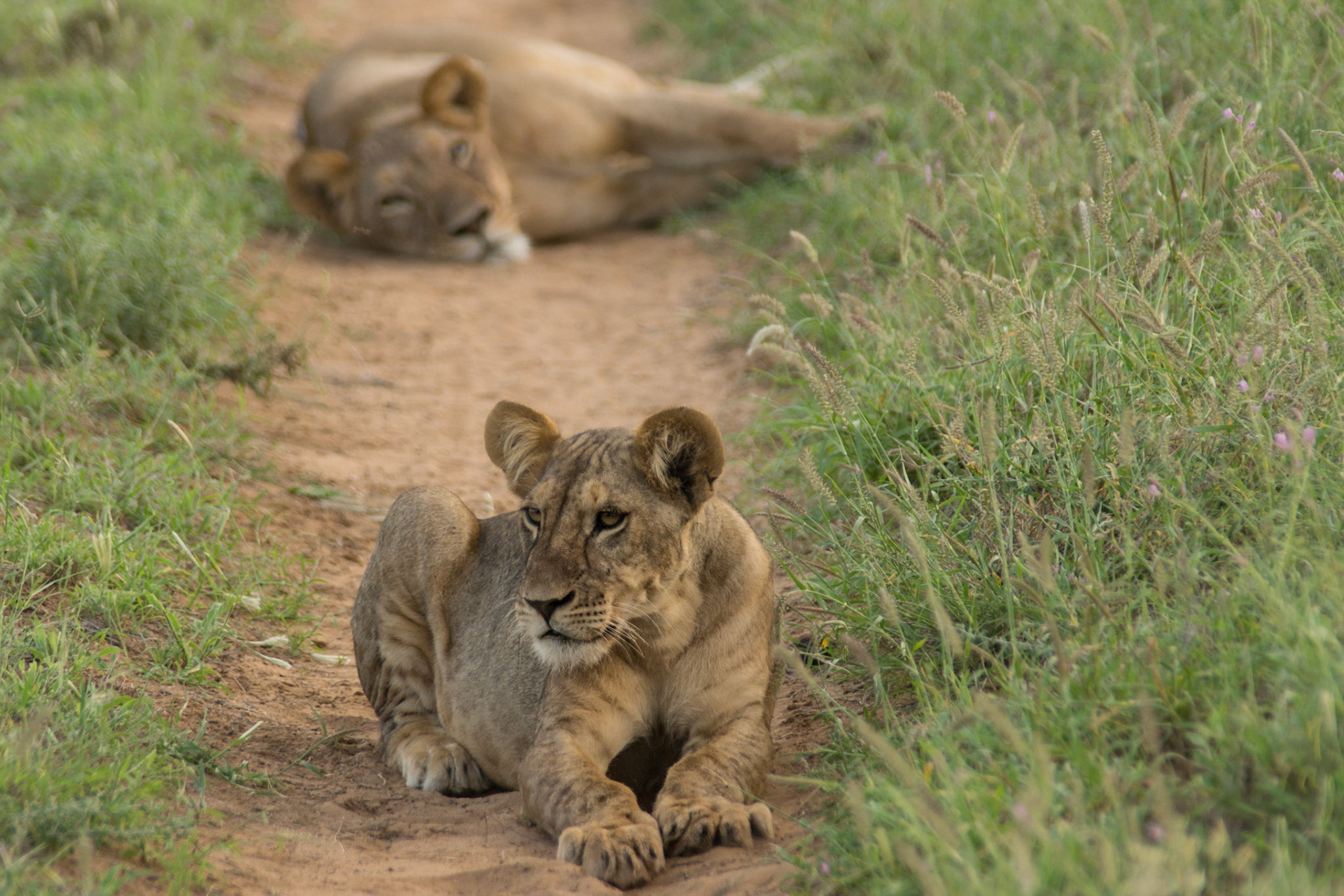 Eine Gruppe von Löwen begegnete uns am Abend in Samburu