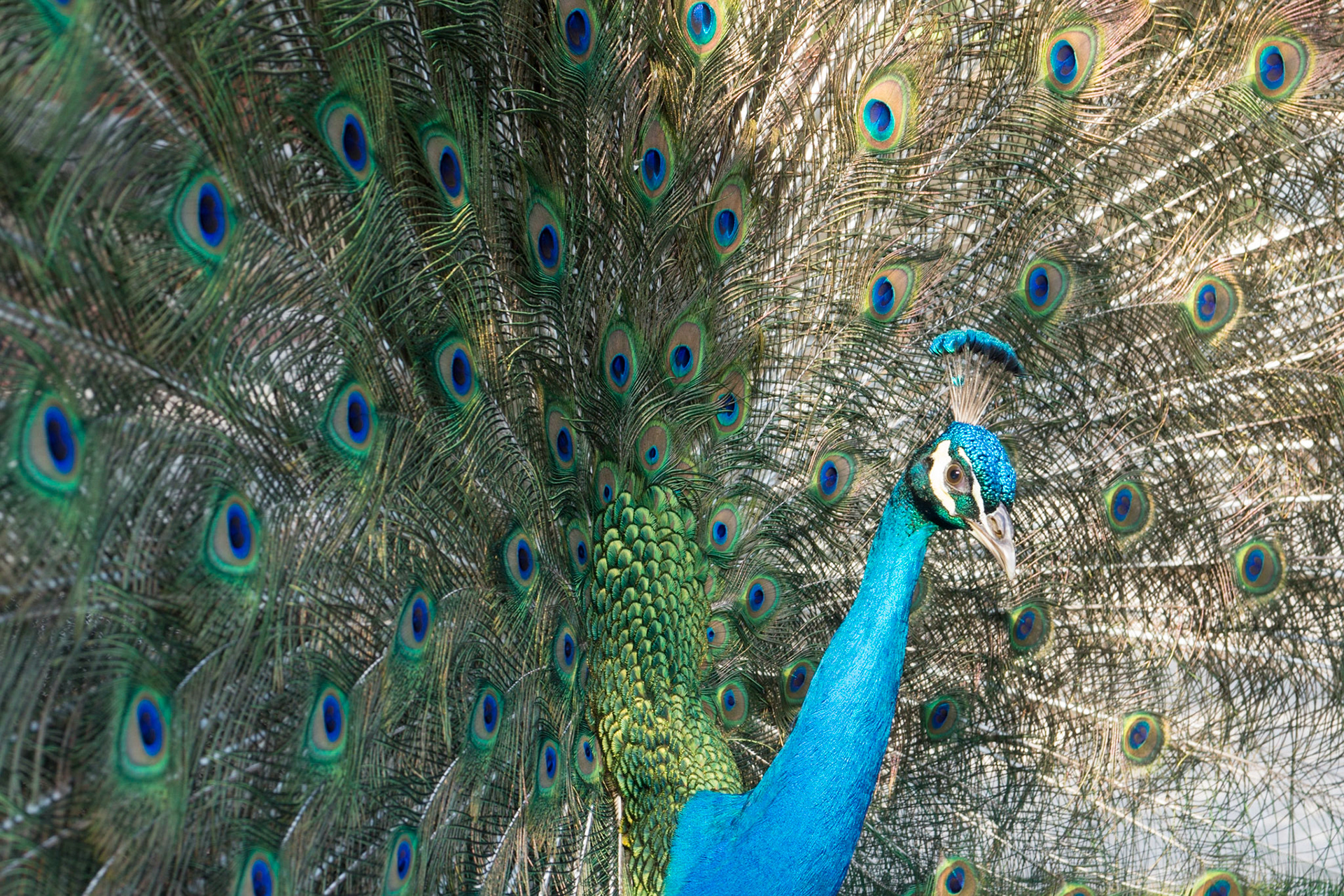 Pfau in St. Augustine
