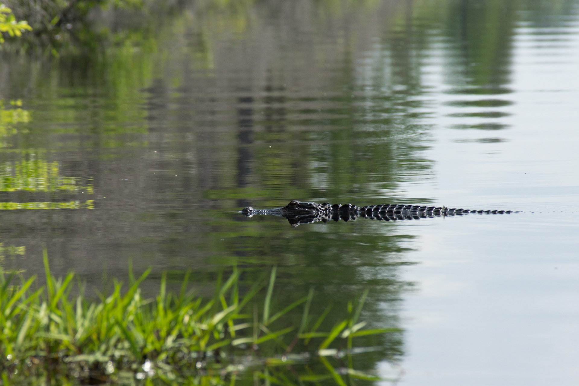 Okefenokee Sümpfe