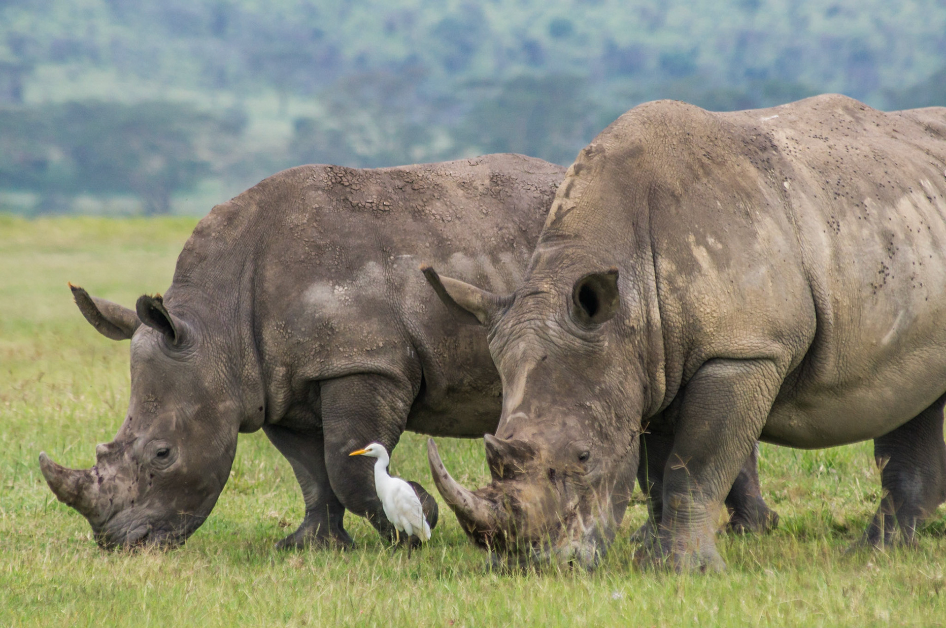 Nashörner mit einem Reiher am Lake Nakuru