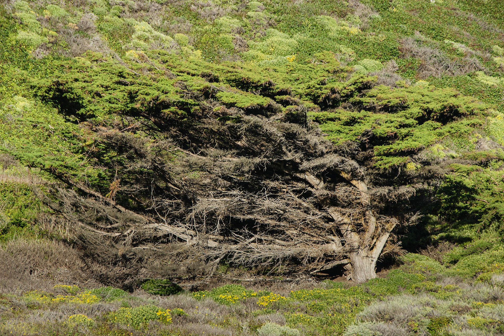 Vom Winde verweht - Baum entlang des Highway 1