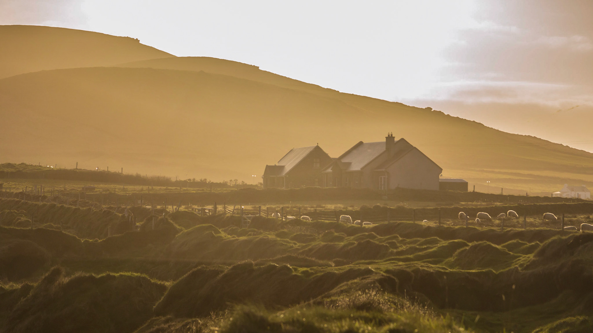 Goldenes Licht, Wiesen und Schafe - Irland pur