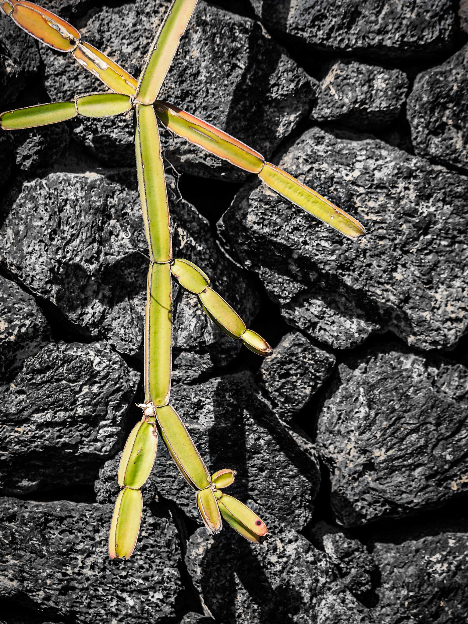 Kaktus und Lava