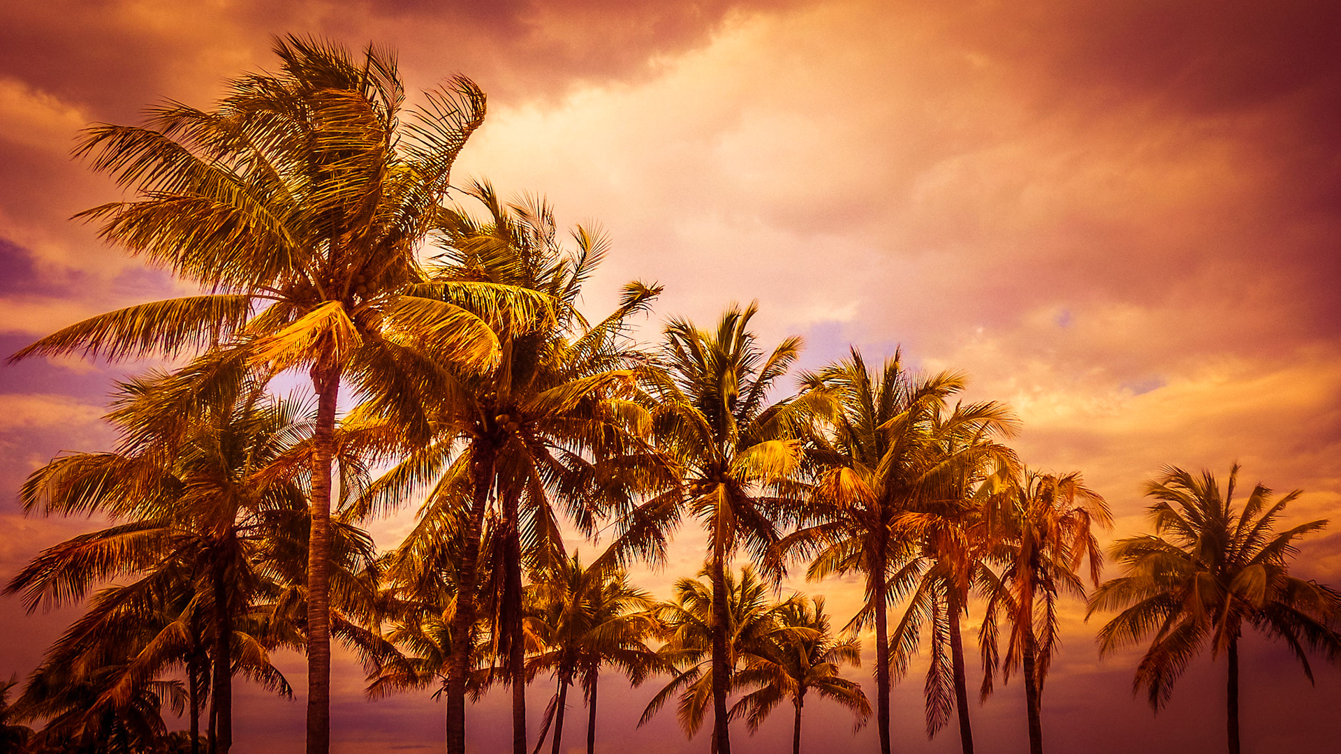 Palmen am Strand von Miami Beach