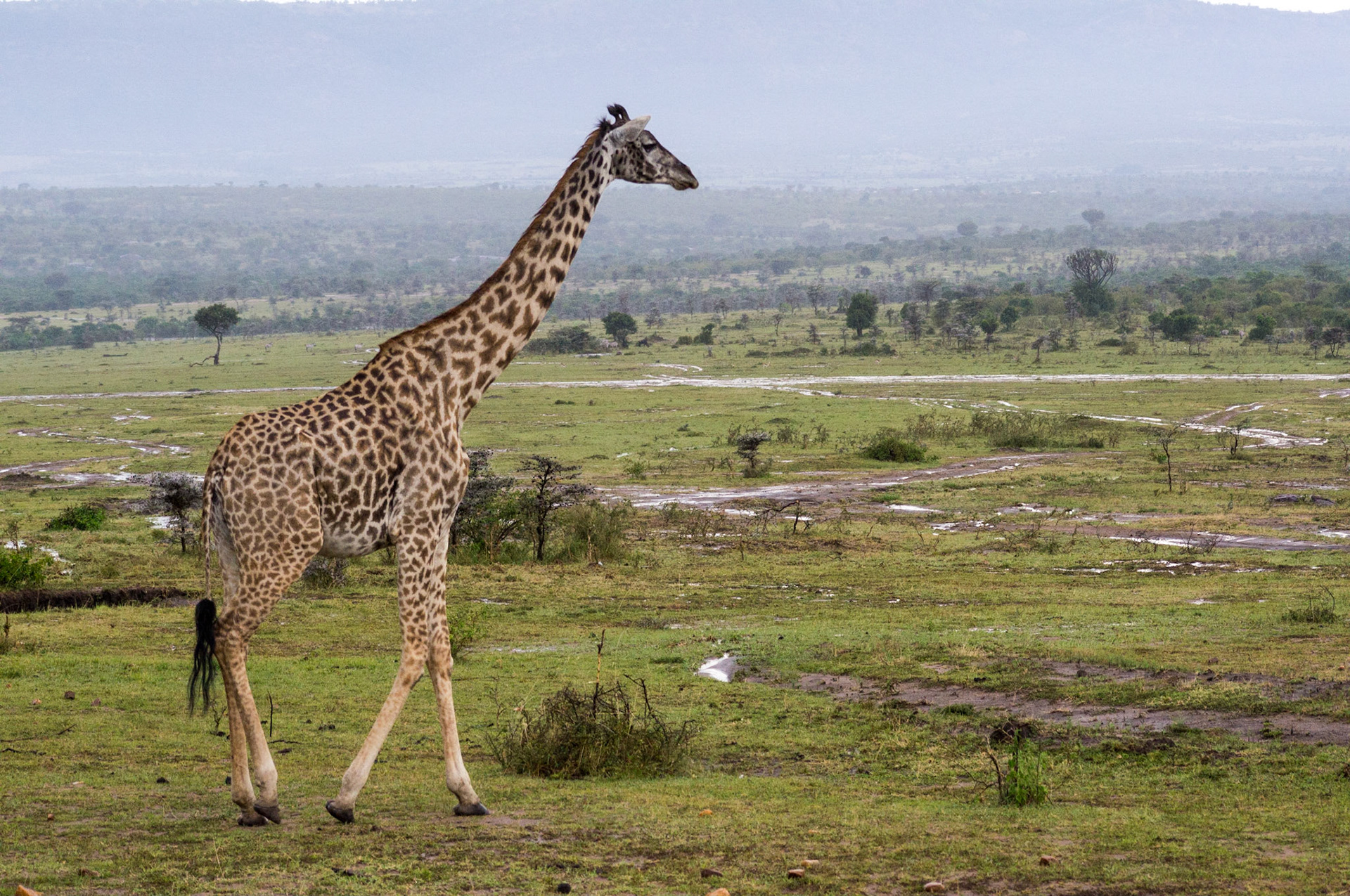 Giraffe in der Masai Mara