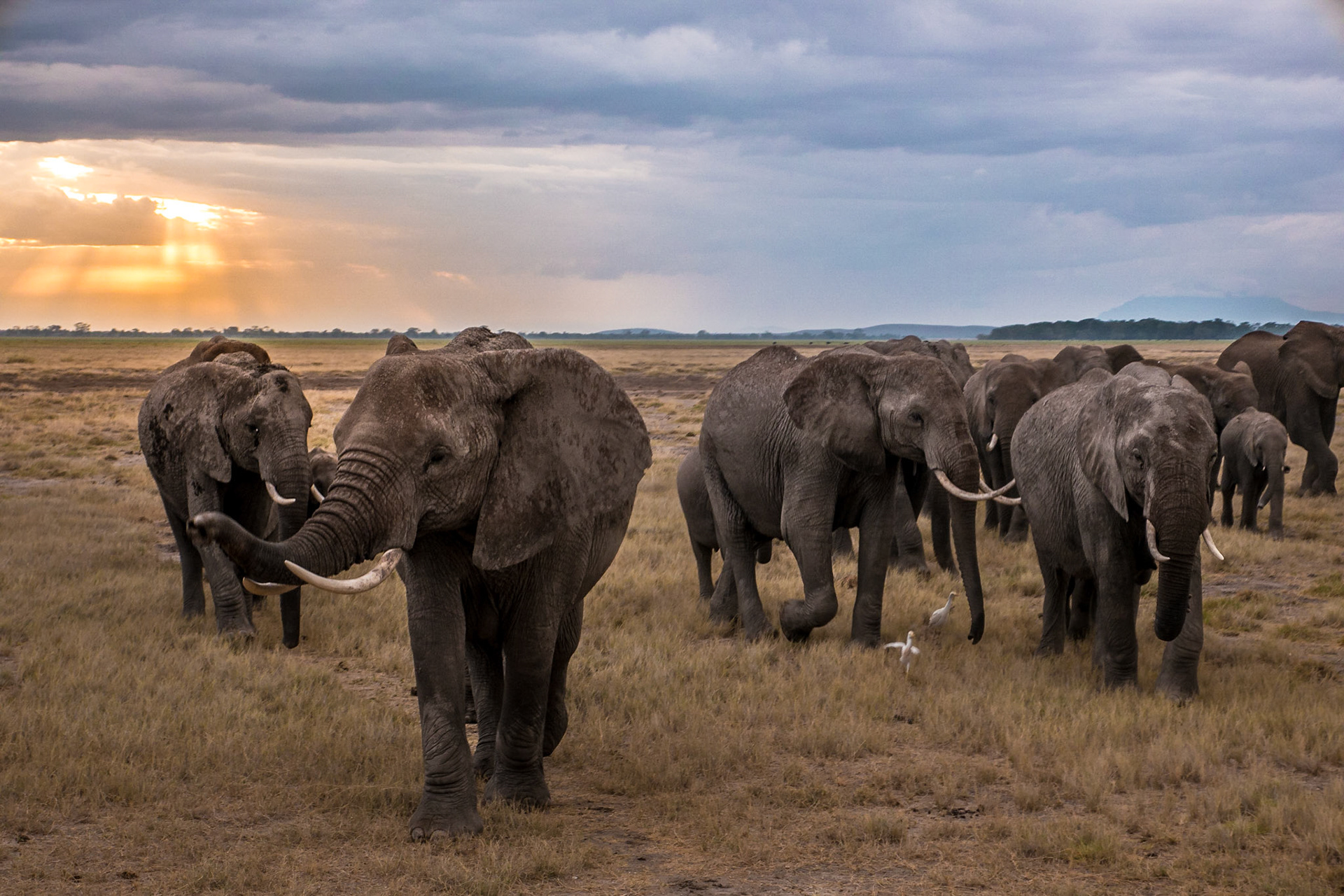 Elefantenherde zum Sonnenuntergang im Amboseli