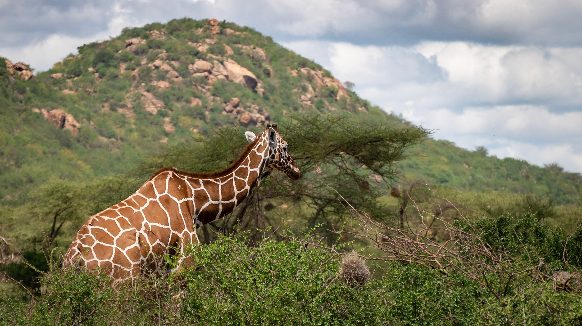 Eine Giraffe schaut aus dem Gebüsch hervor