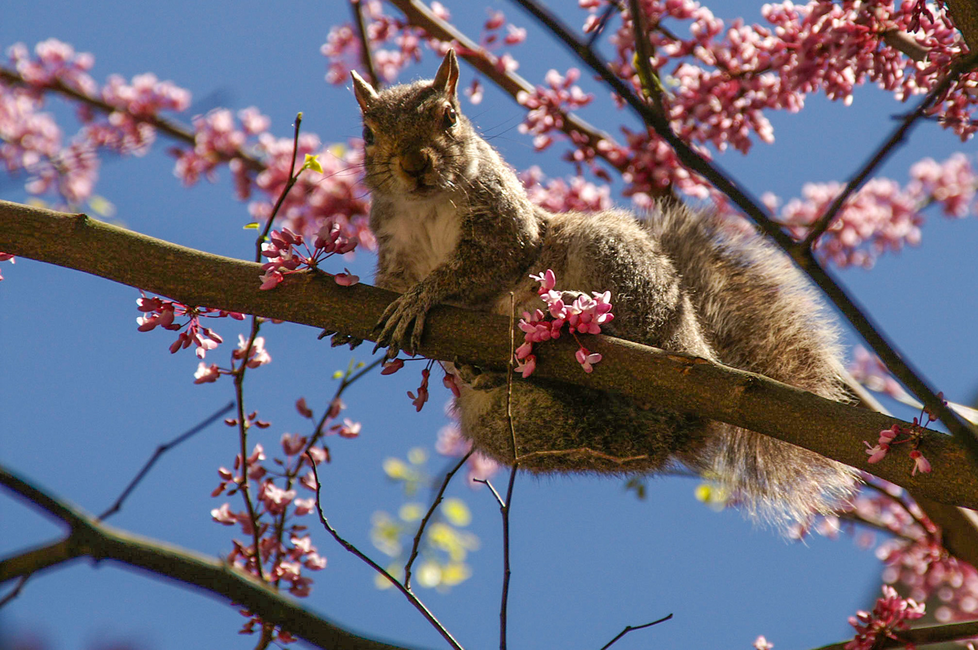 Eichhörnchen in New Haven