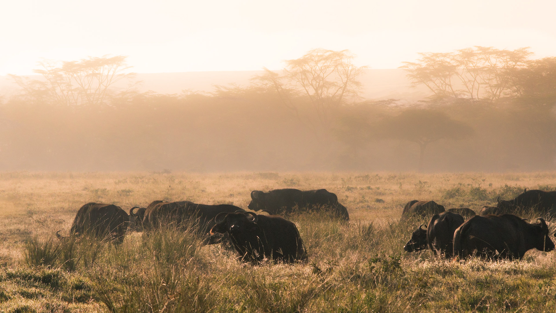 Büffelherde im Morgenlicht von Nakuru
