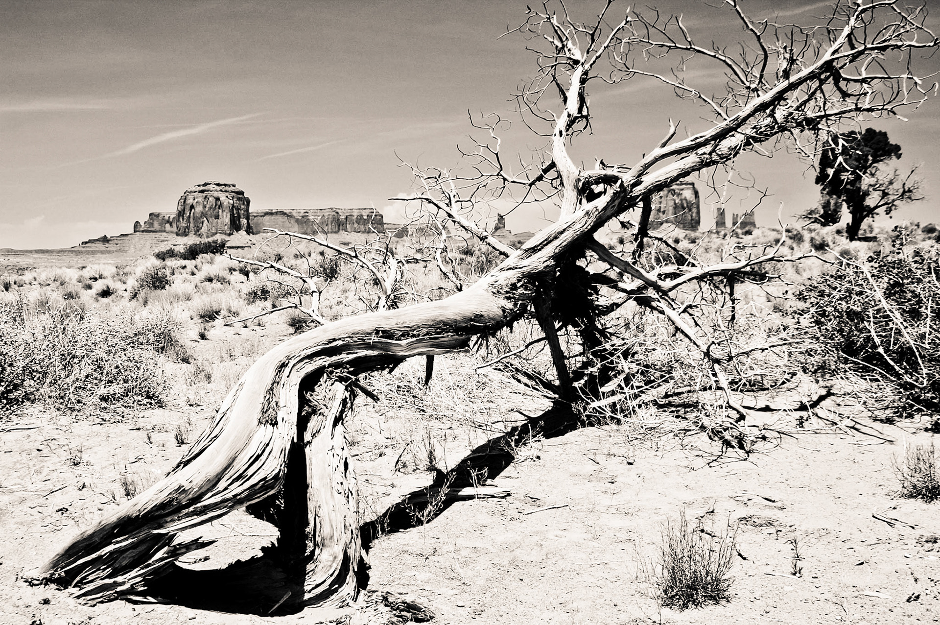 Abgestorbener Baum im Monument Valley