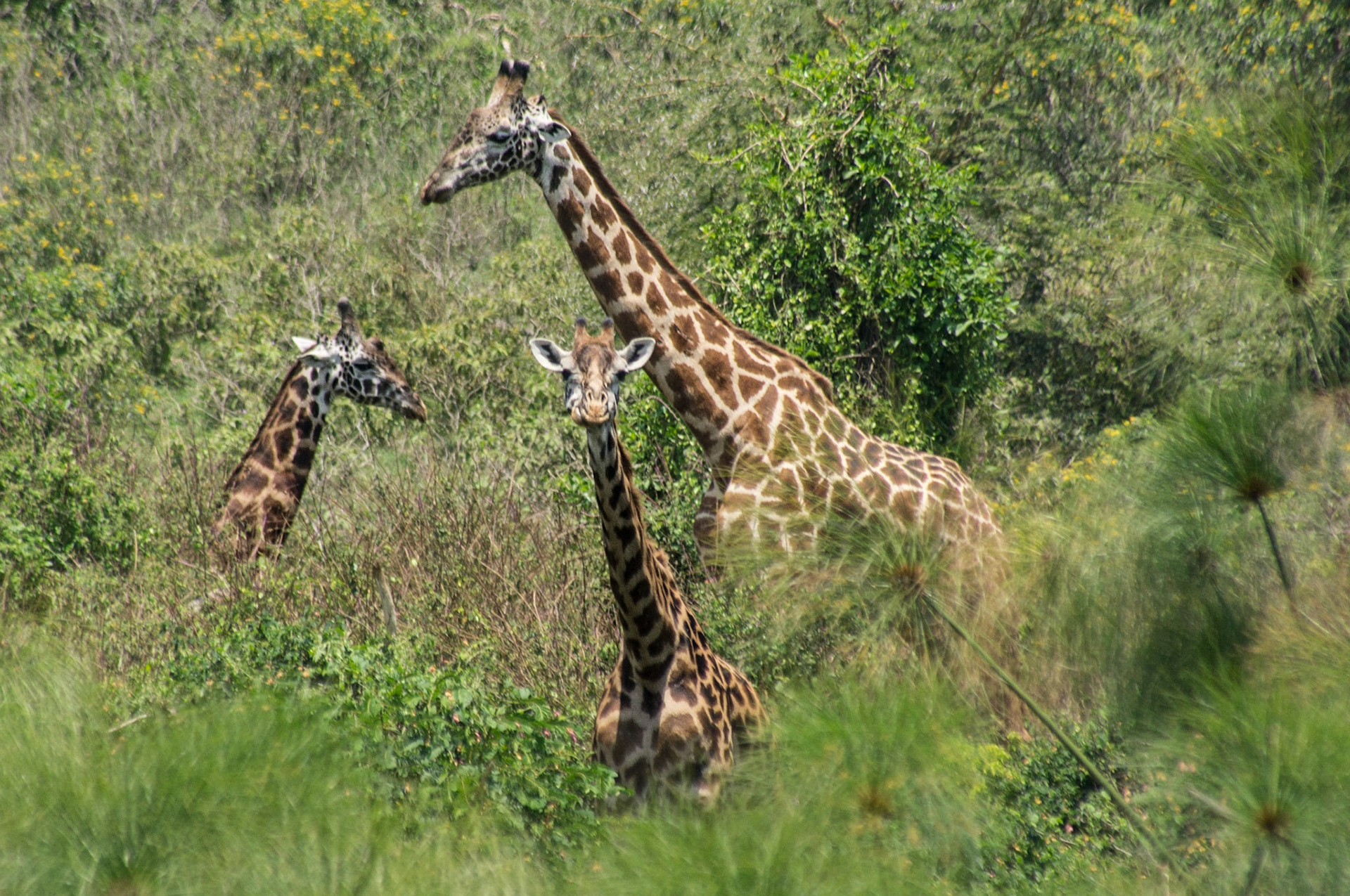 Giraffen auf einer Insel im Lake Naivasha