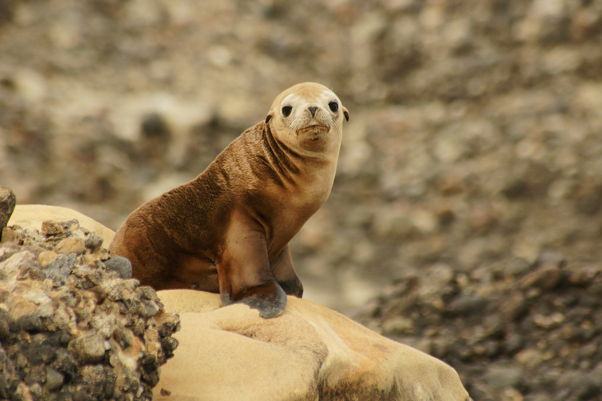 Seelöwe am Point Lobos