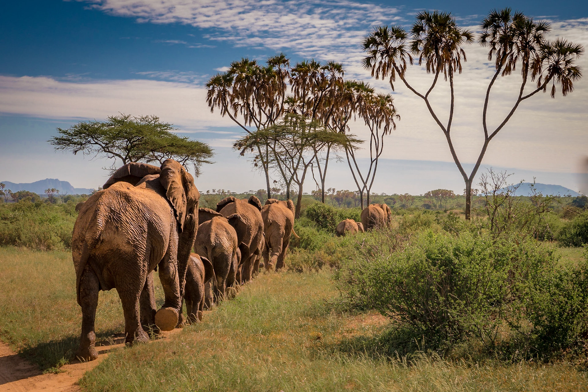 Elefanten-Karawane (Samburu)