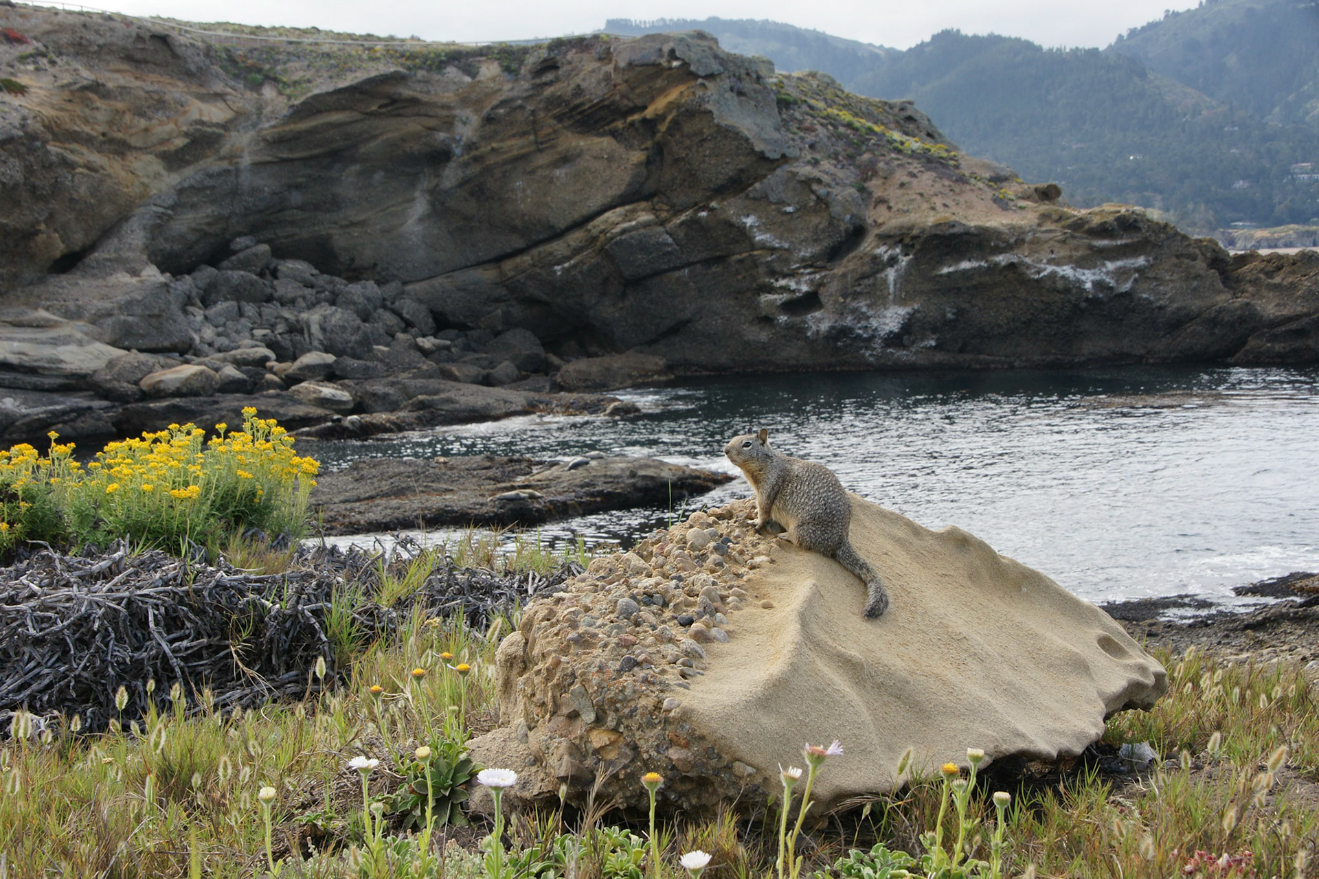 Tierische Begegnung am Point Lobos