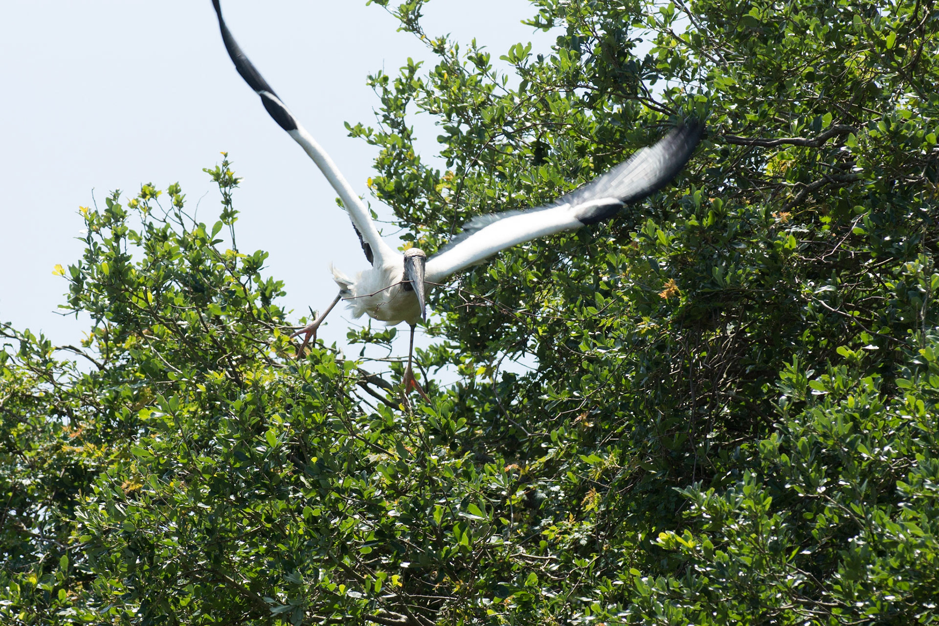 Storch im Anflug