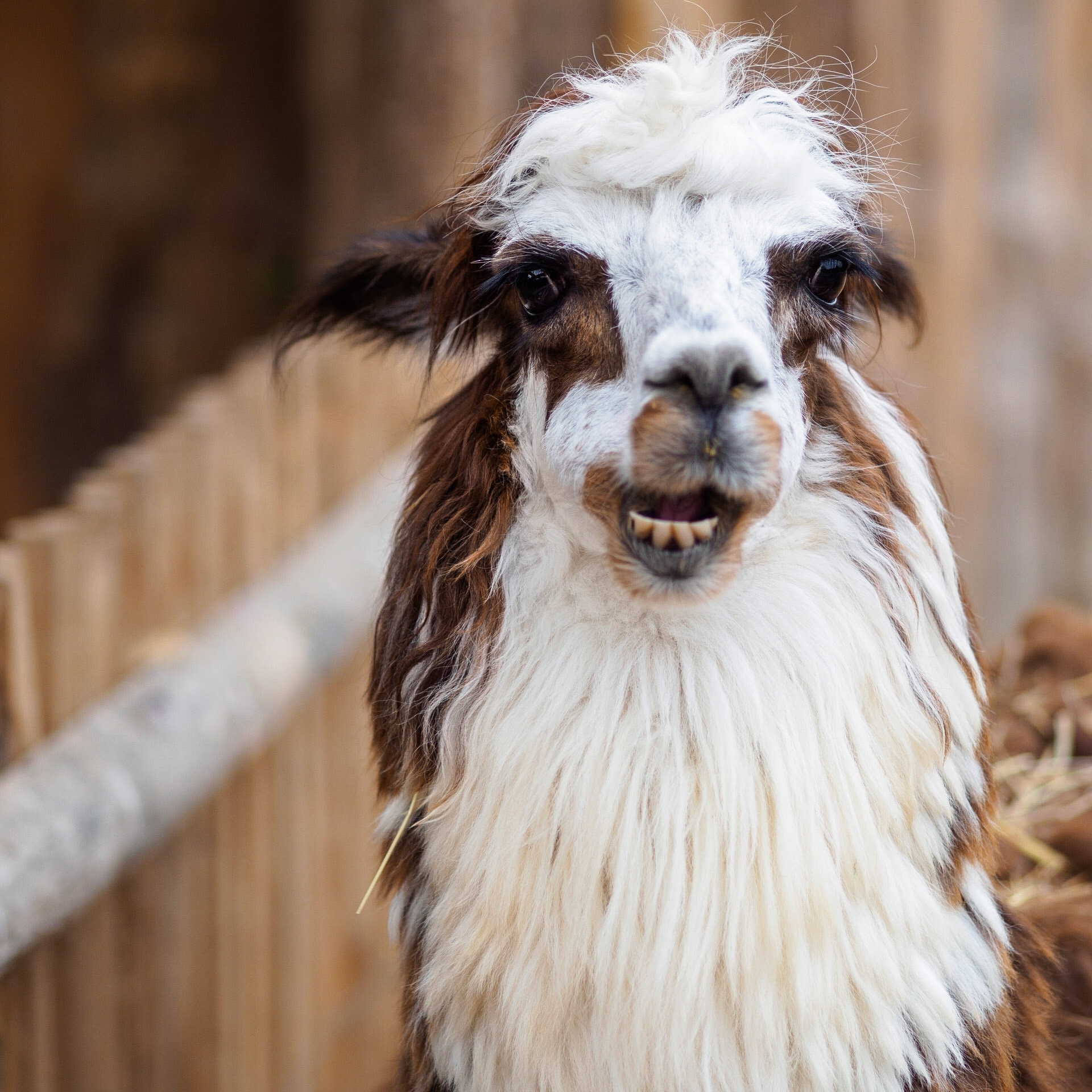 Lama