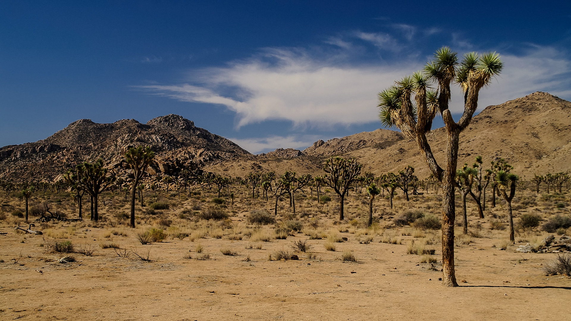 Joshua Tree NP