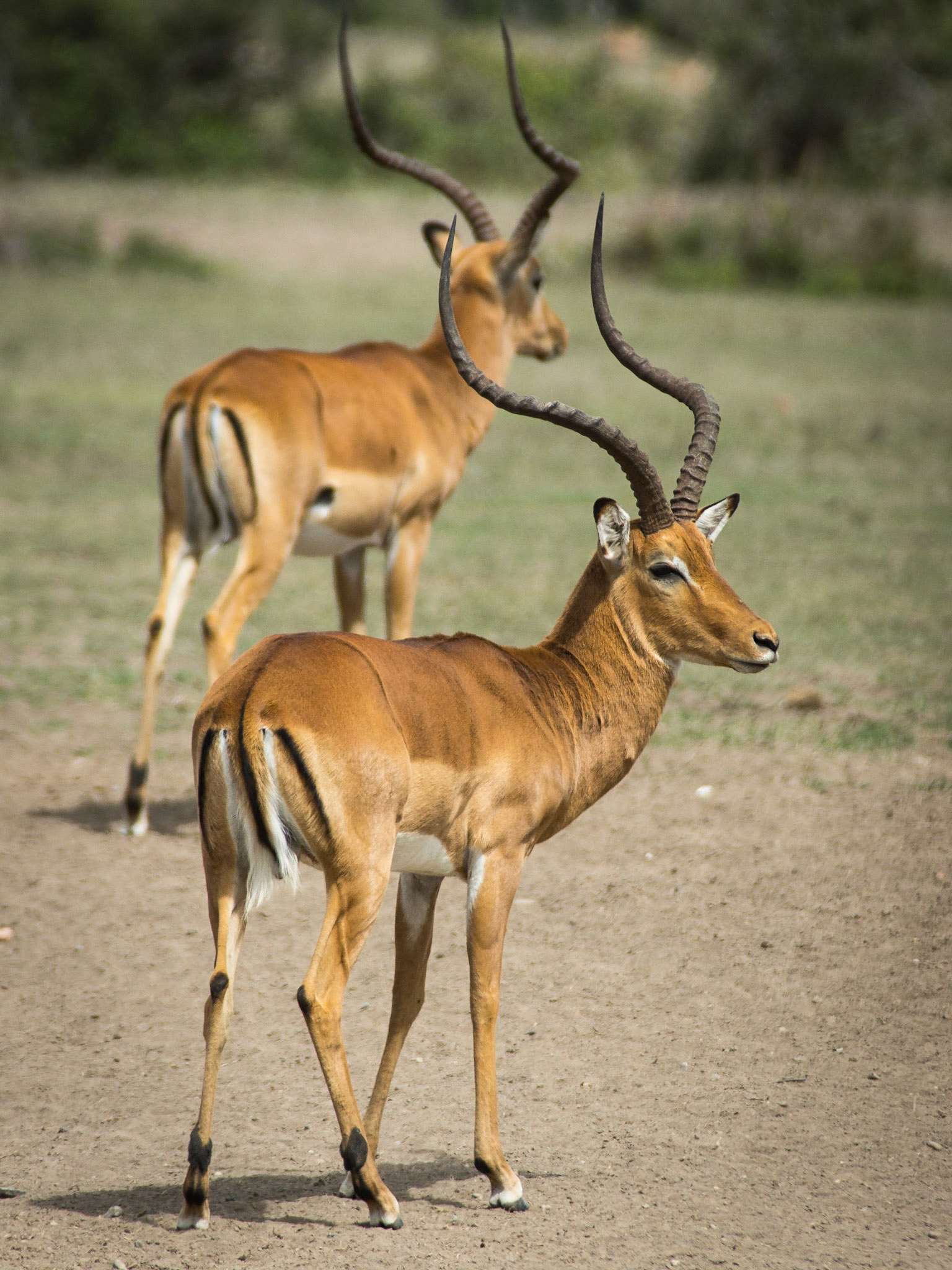 Impala Männchen