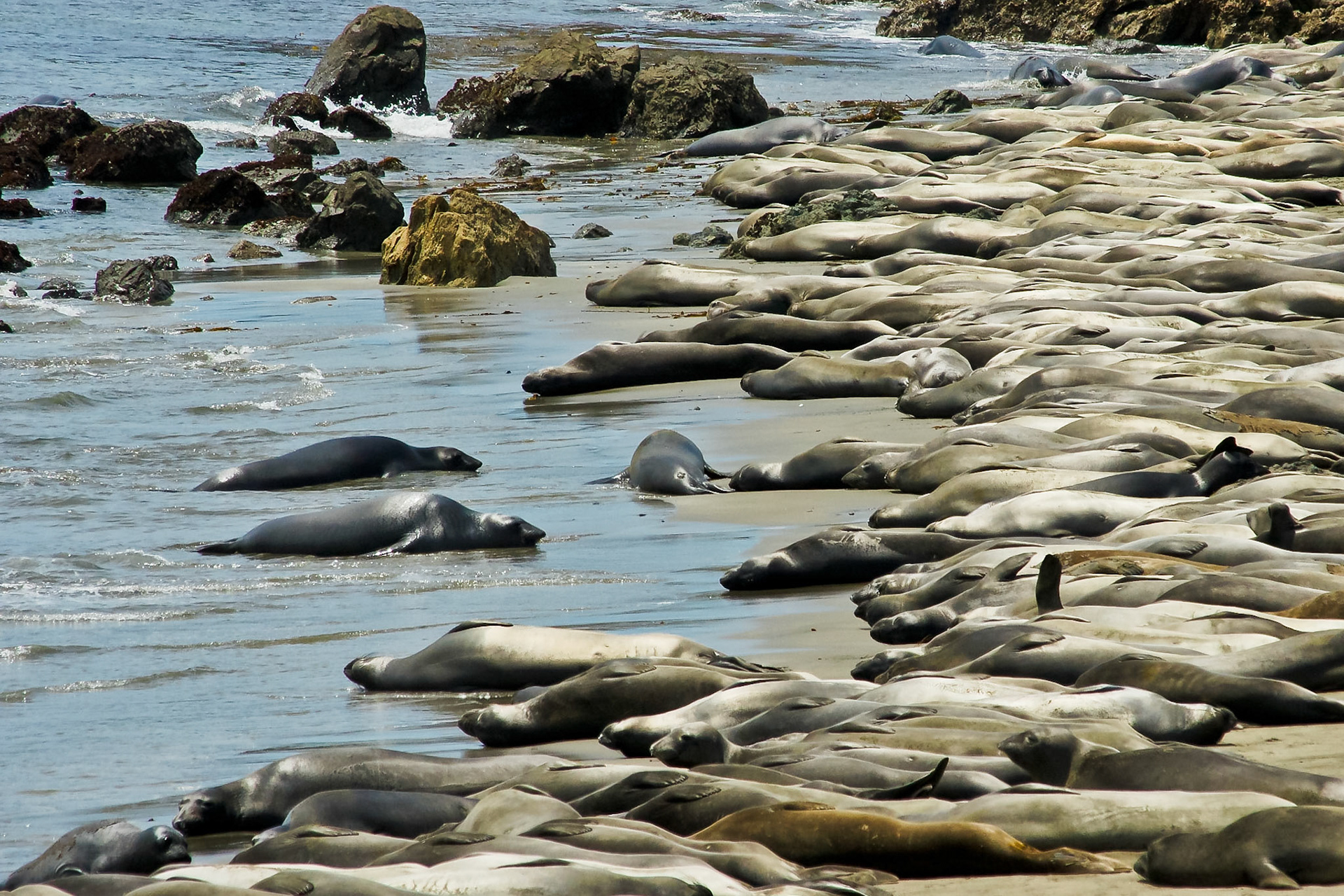 Robben am Strand von San Simeon