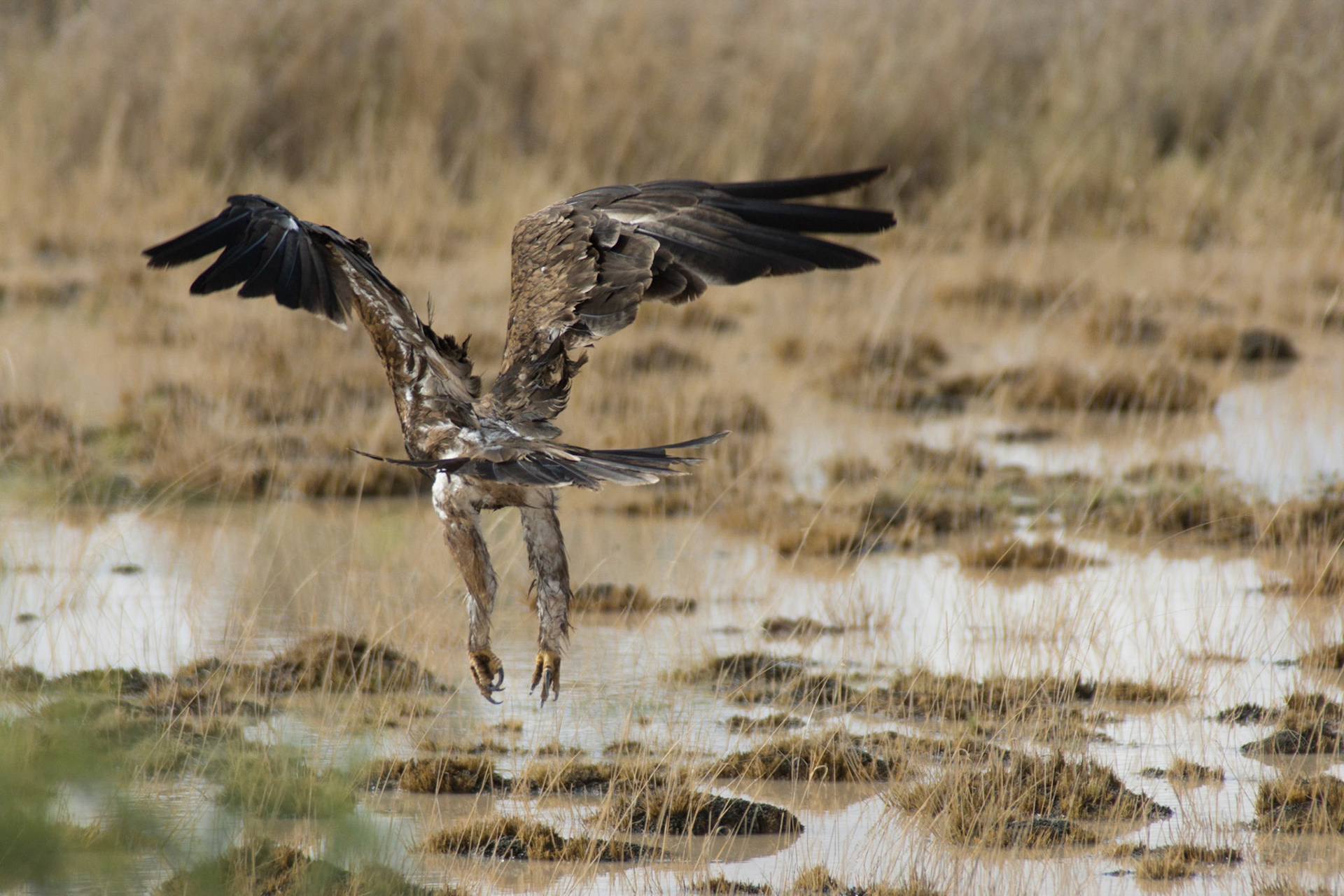 Adler beim Abflug