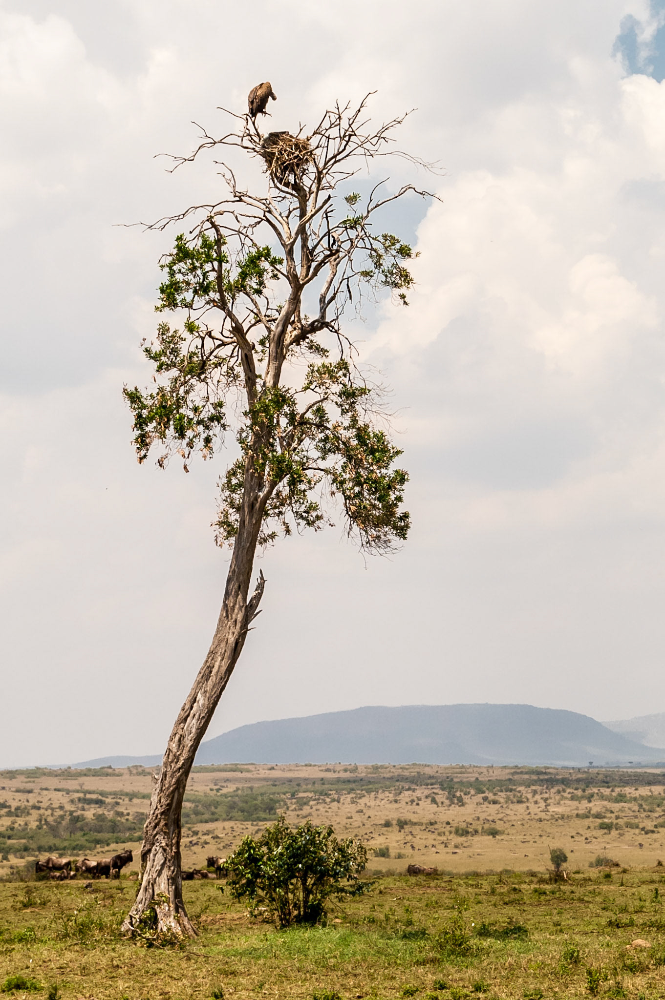 Geier auf einem Baum in der Savanne