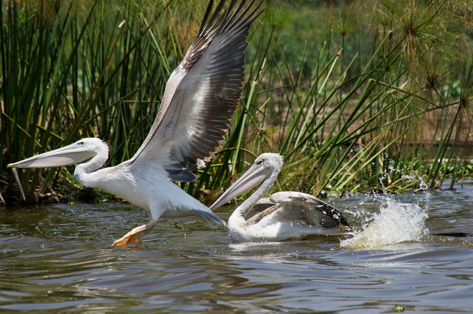 Graue Pelikane auf dem Lake Naivasha