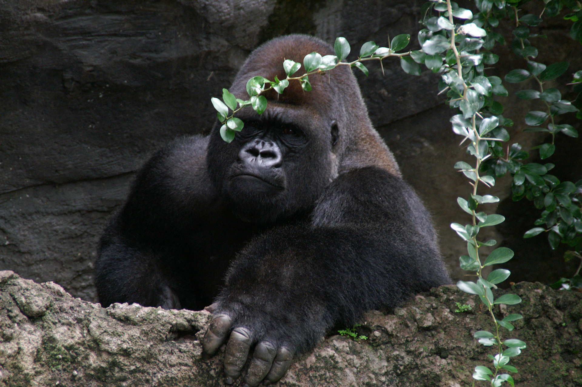 Animal Kingdom