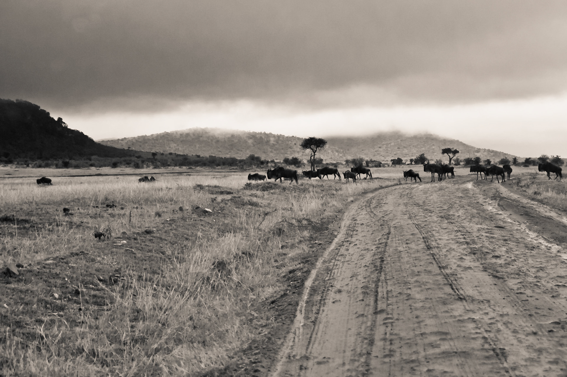 Gnus kreuzen den Weg in der Mara