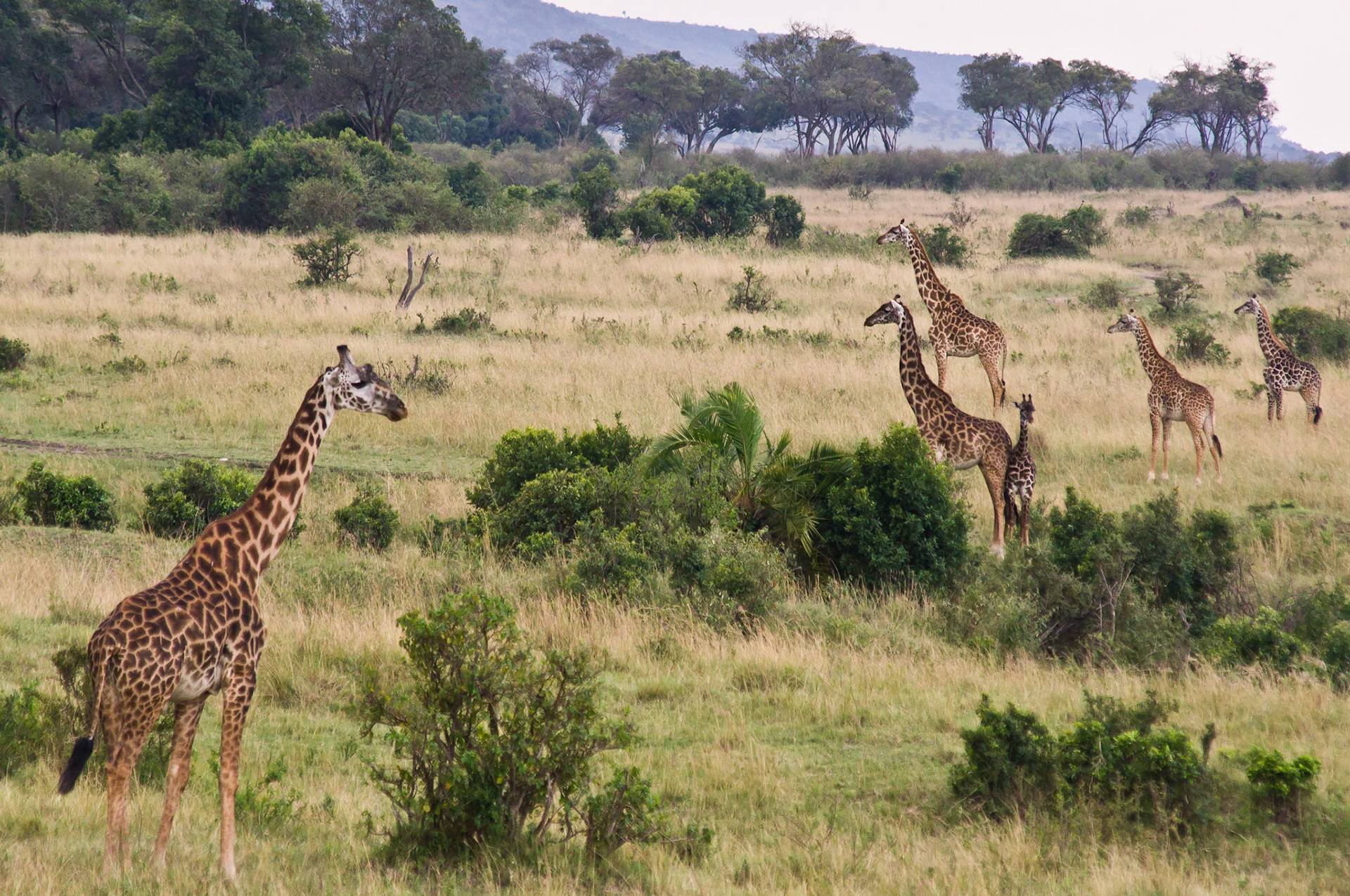 Giraffenfamilie