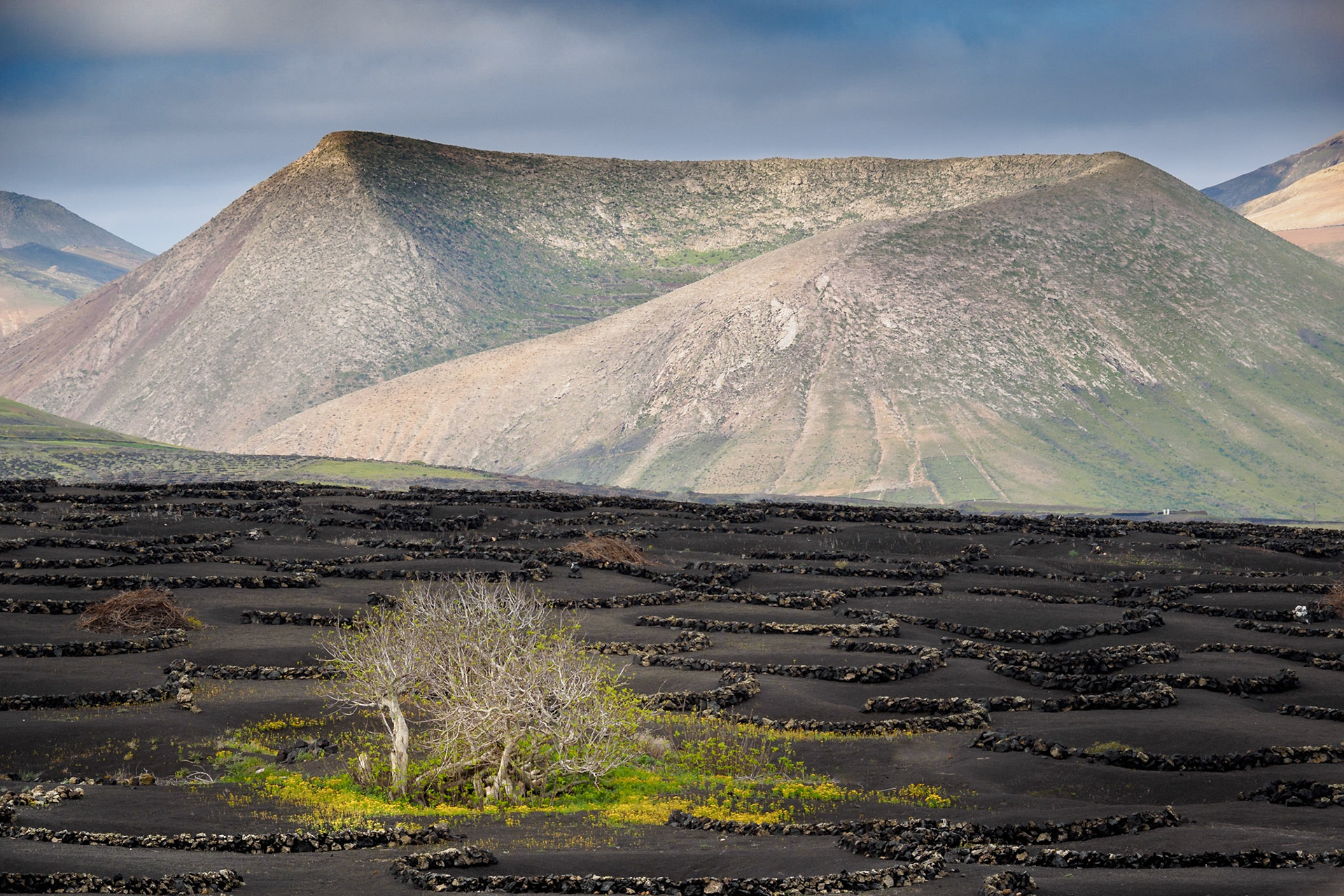 Grüne Oase in den Weinfeldern von La Geria auf Lanzarote