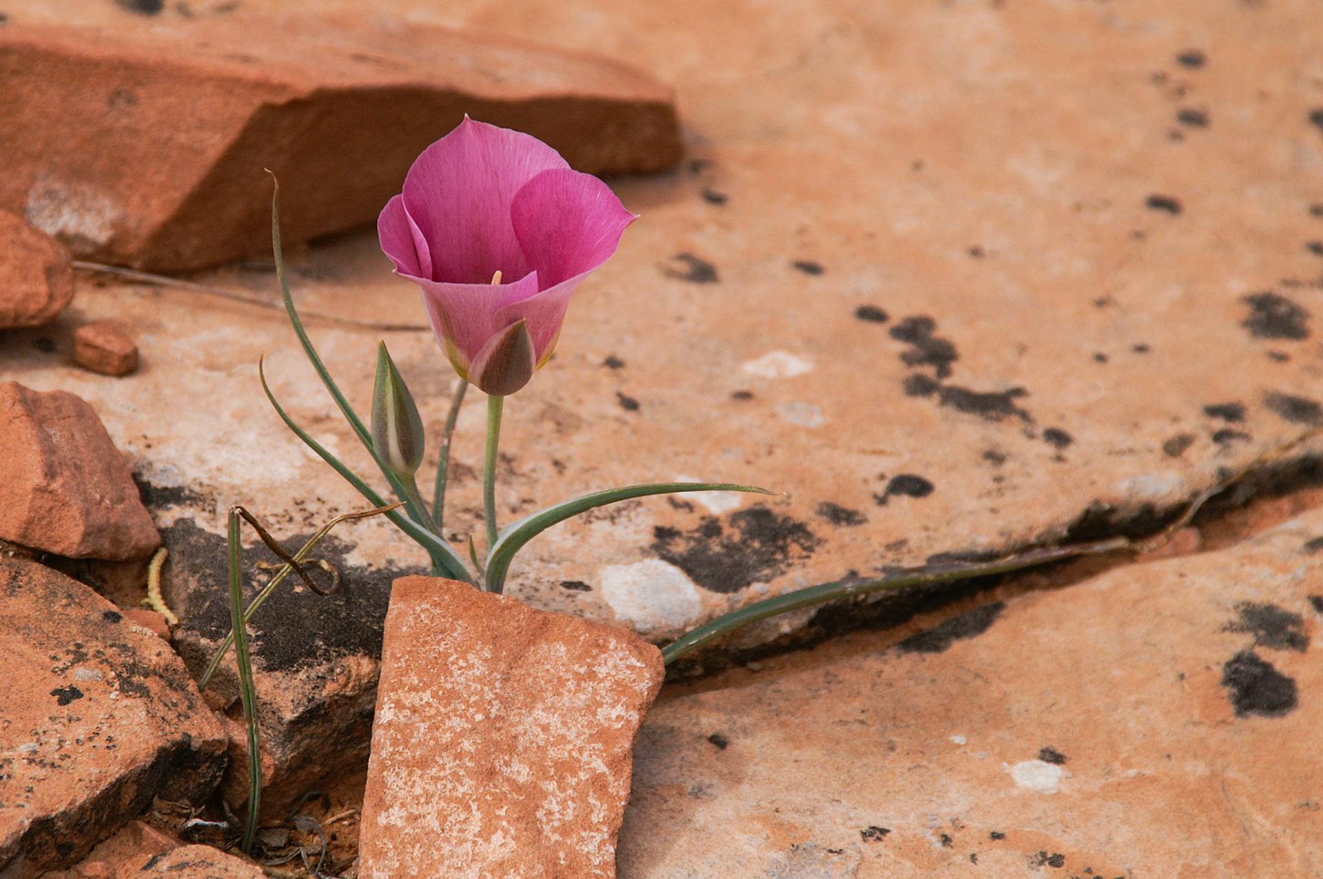 Blume zwischen Steinen im Canyonlands NP