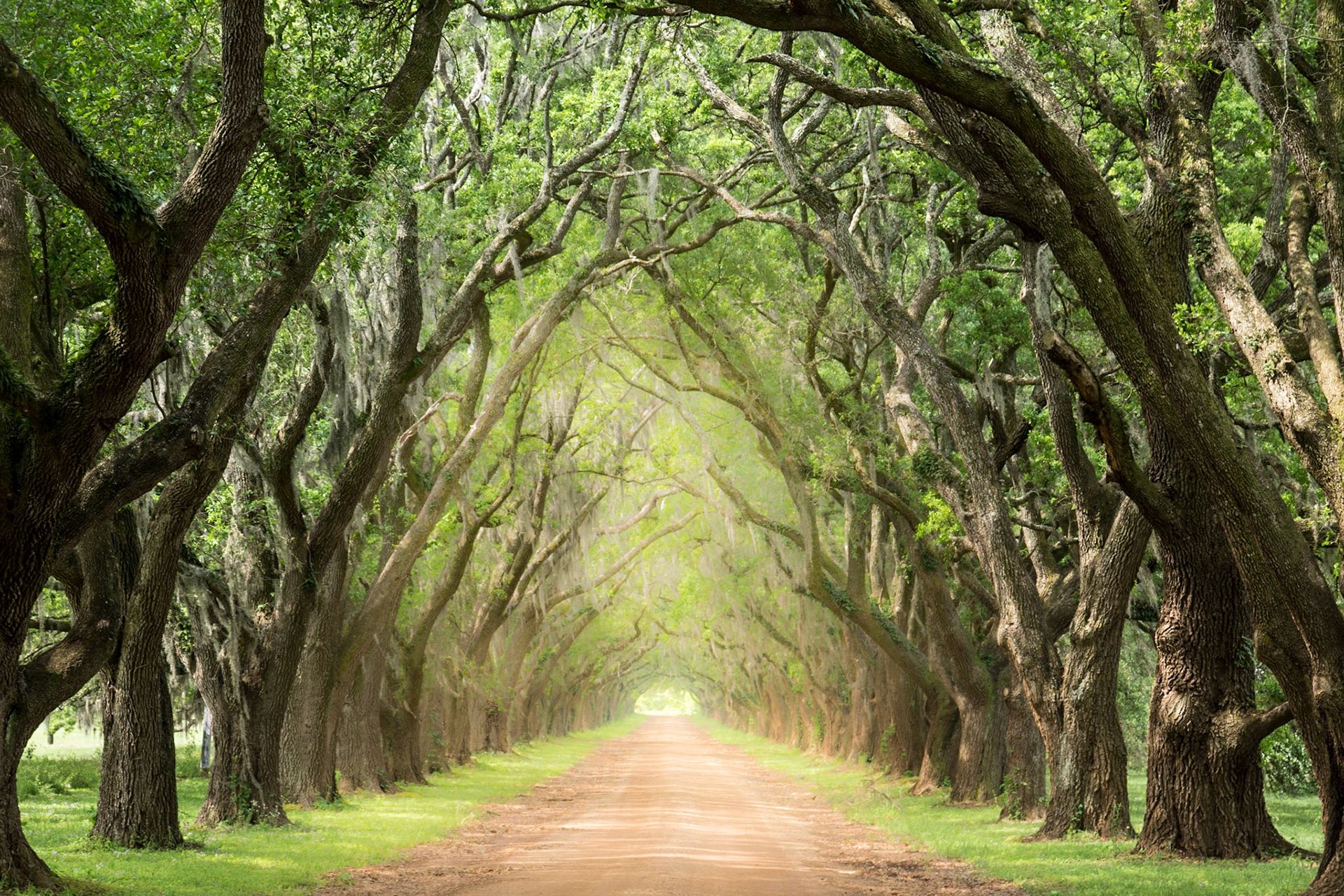 Allee zur Evergreen Plantation in Louisiana