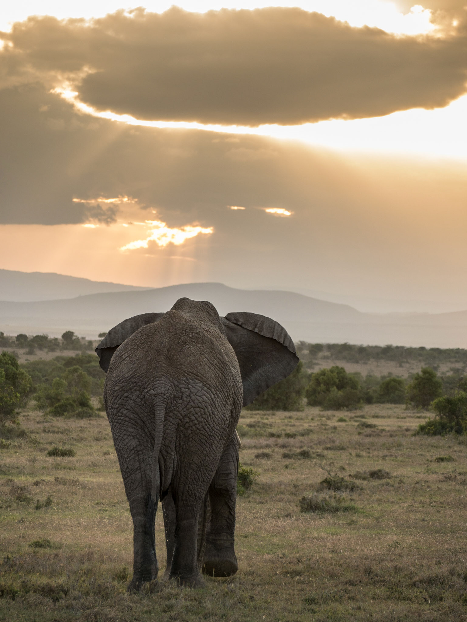 Elefant zum Sonnenuntergang