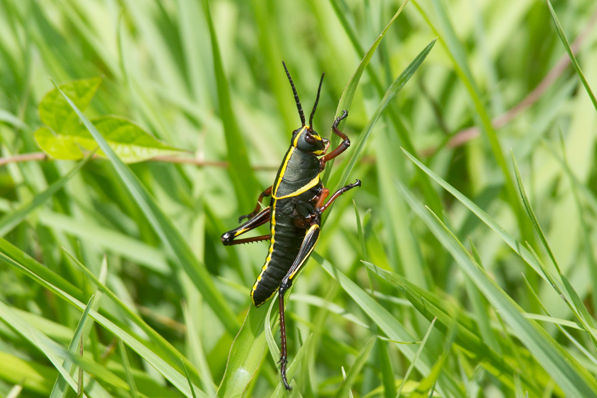 Grashüpfer in den Everglades