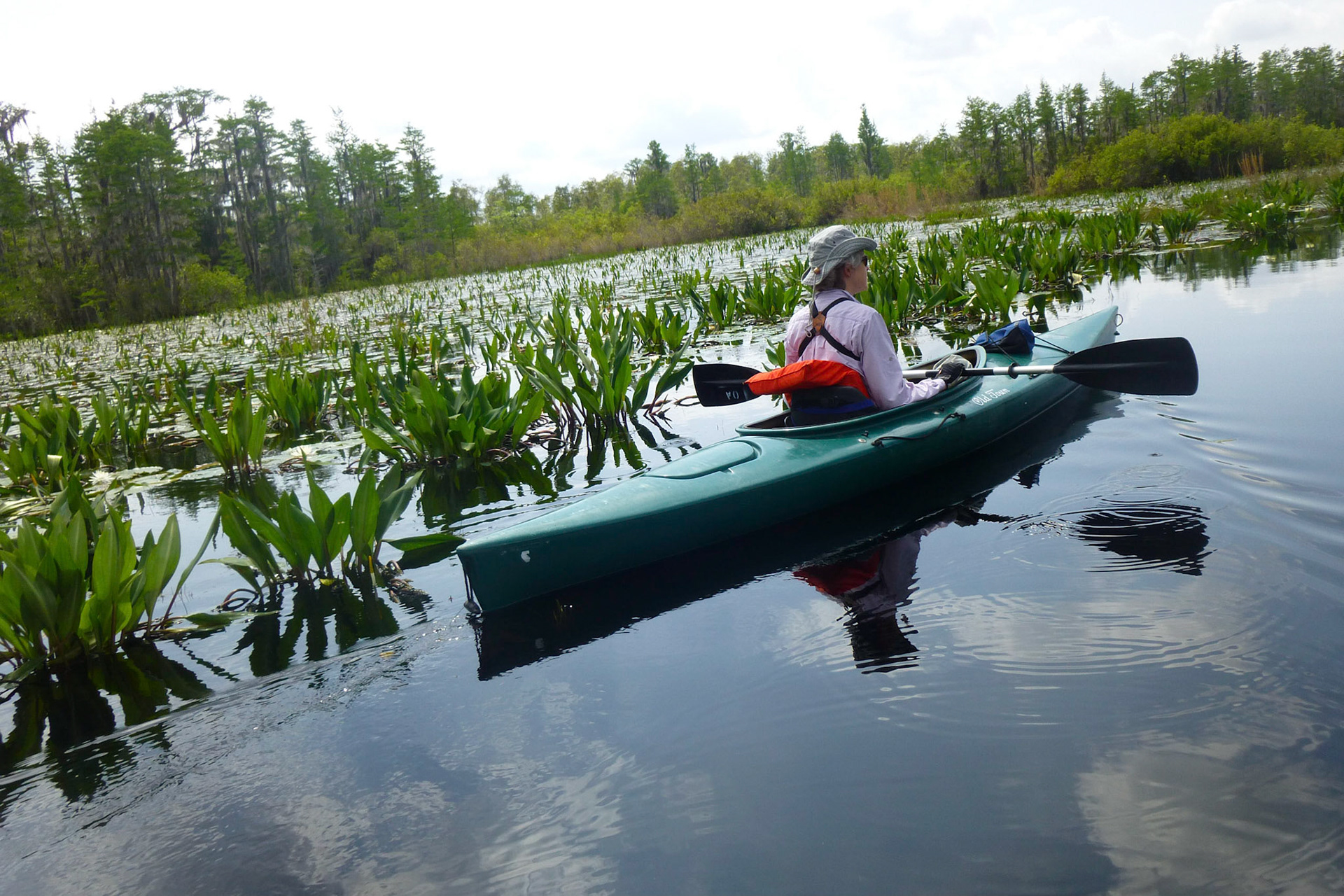 Okefenokee Sümpfe