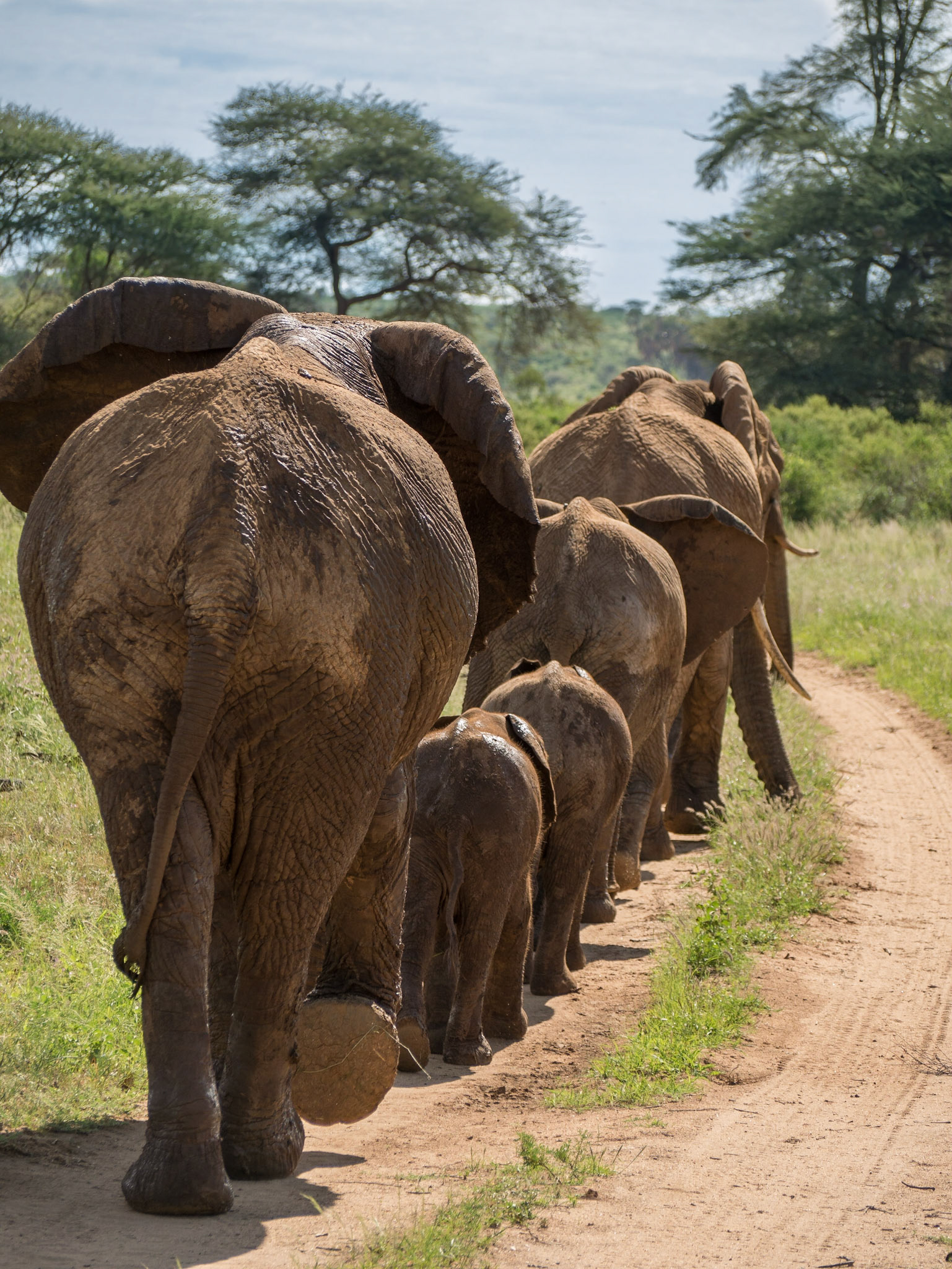 In Reih und Glied (Samburu)