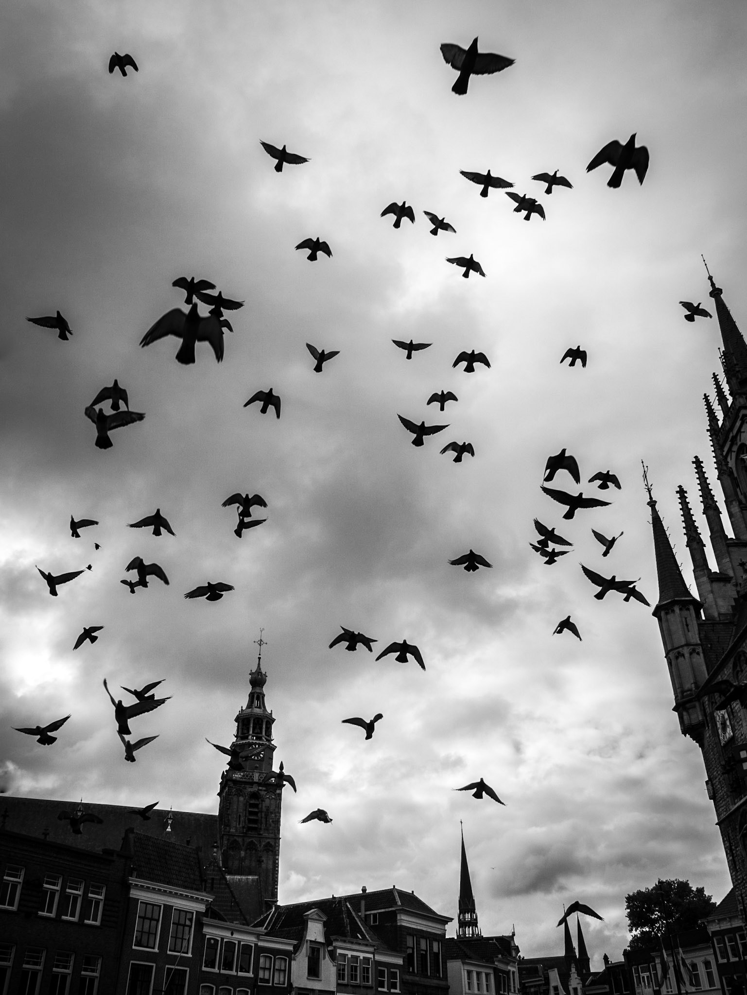 Die Vögel - Gouda