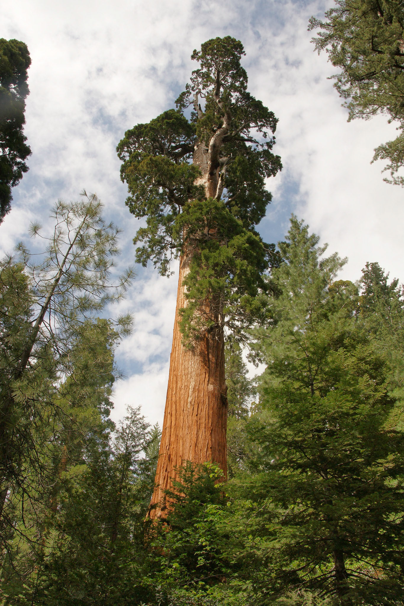General Grant Mammut Baum