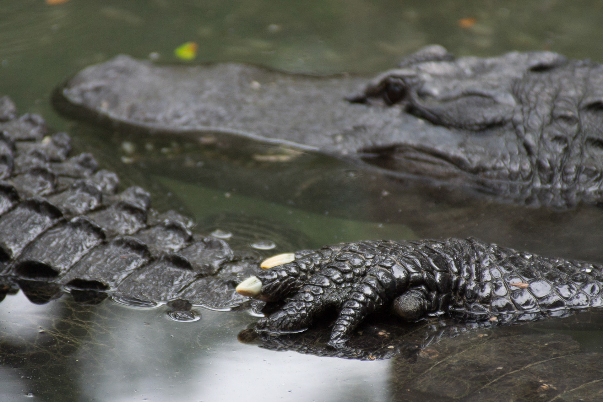Mein Freund - Alligator in St. Augustine
